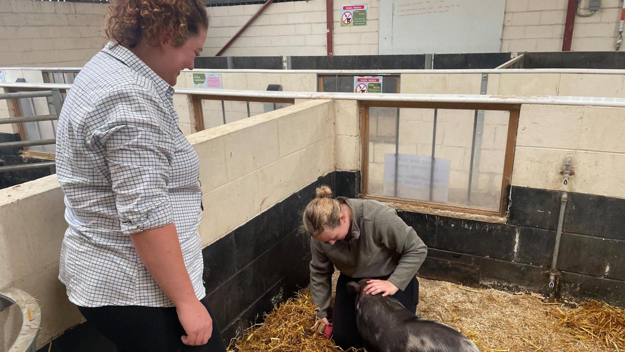 A young girl knees down grooming a black pig surrounded by straw whilst an older woman looks on