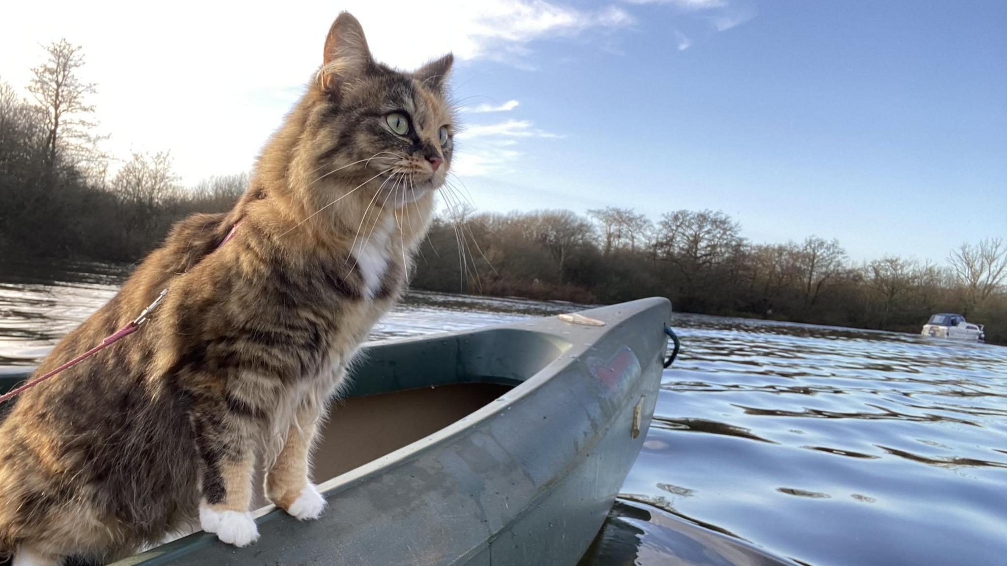 Tilly the cat on a canoe