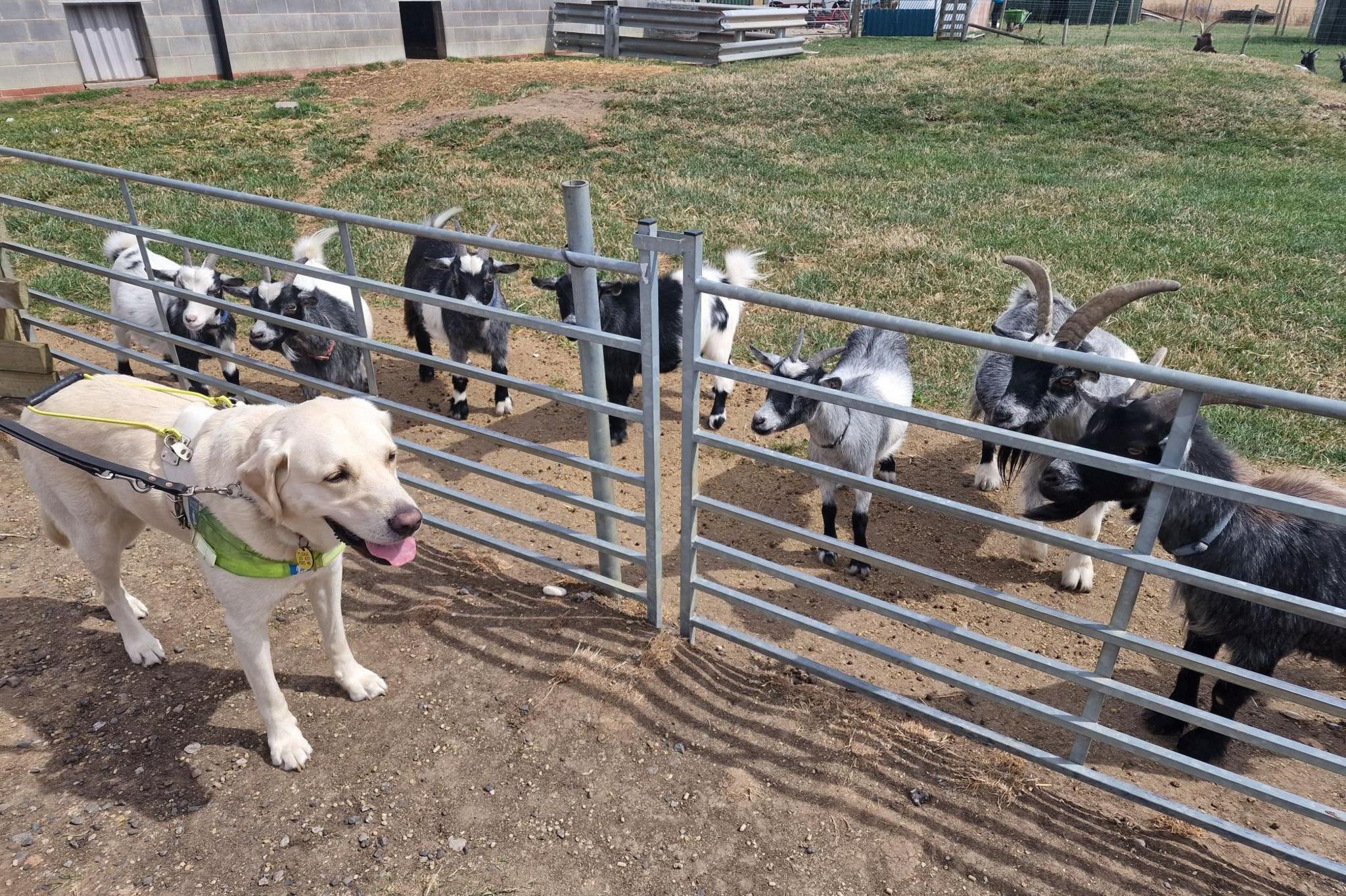 Ugo with some goats