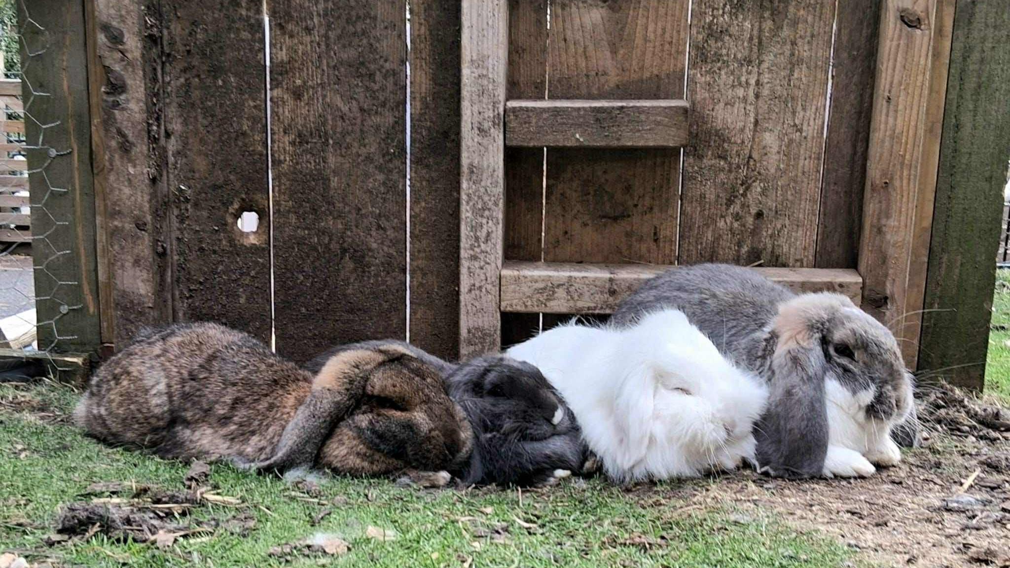 A brown tortoiseshell rabbit sleeping next to a black bunny, with Snowy the white bunny sleeping in the middle. Next to her is a larger grey and white bunny with its eyes open. All the rabbits are on a grass patch, leaning against a wooden fence.