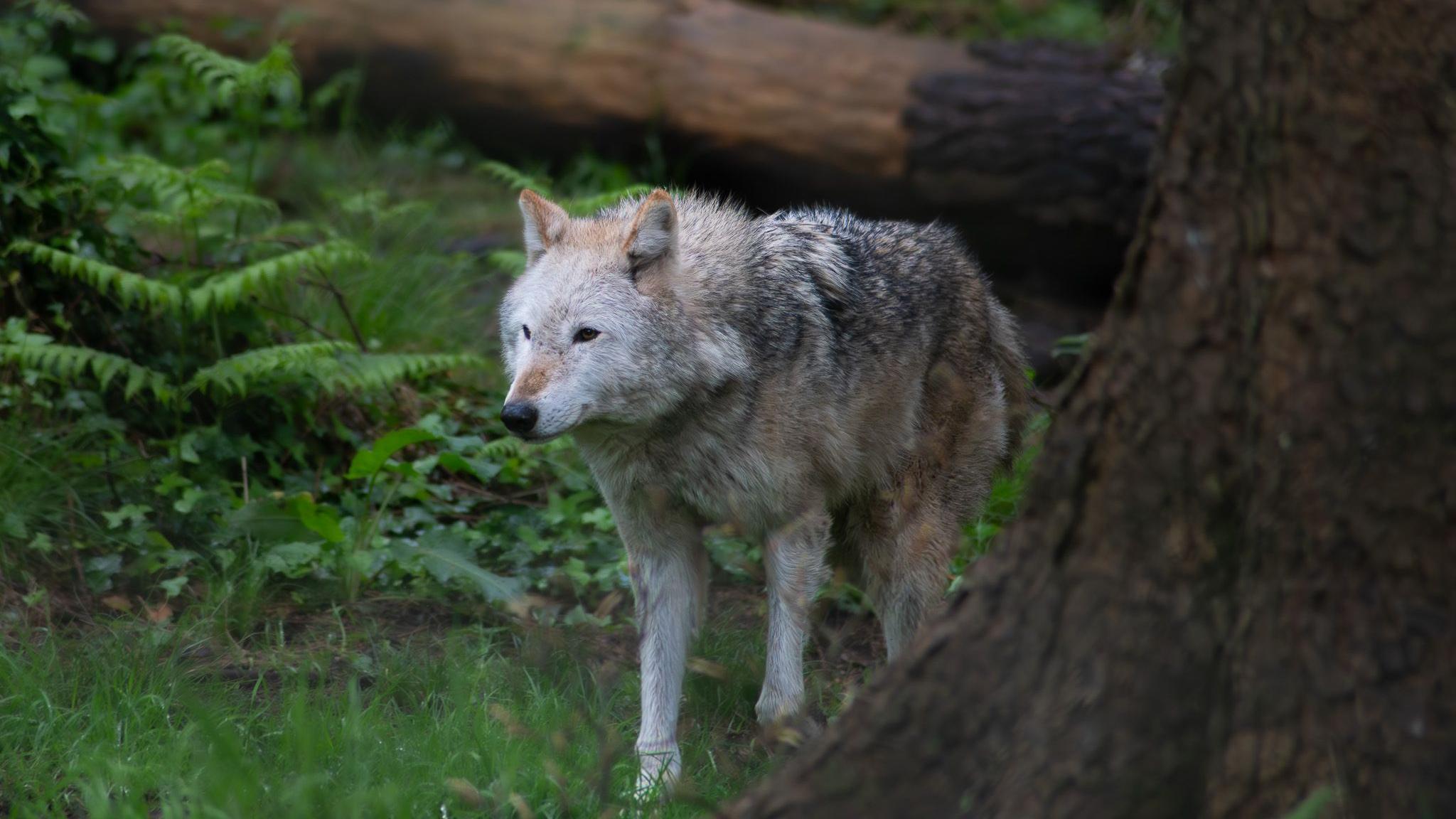 WEDNESDAY - Wolf in the New Forest