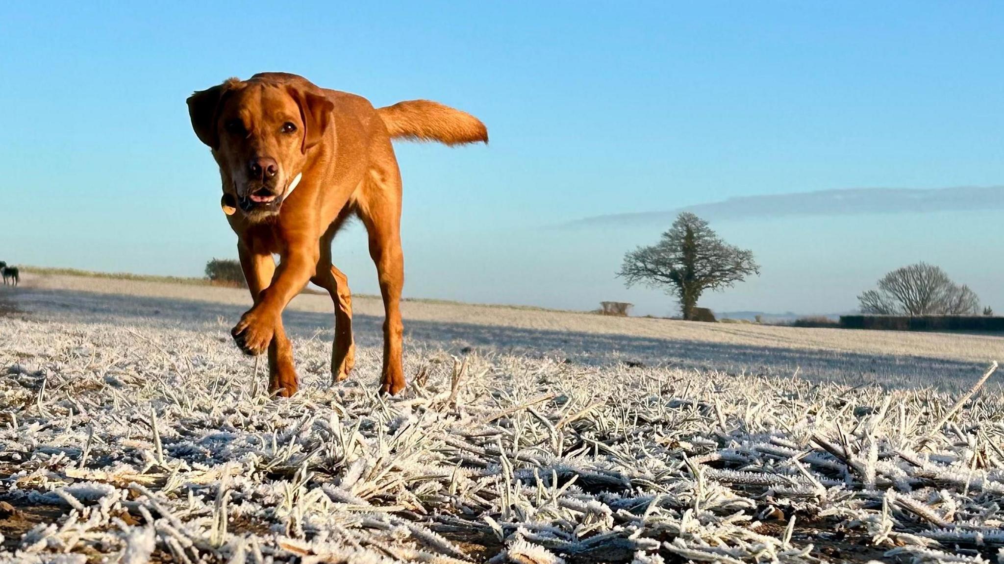 A brown dog is walking on frosty ground with one paw in the air. A clear blue sky fills the picture with two large trees in the distance. 