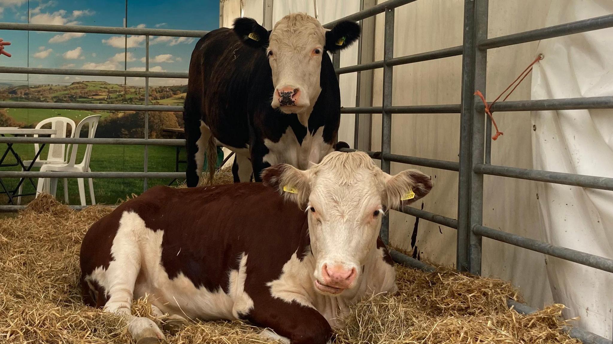 Two brown and white cows in a straw filled pen. One cow is at the foreground and is laying on the straw. Whereas, the other cow which is in the background is standing up. 