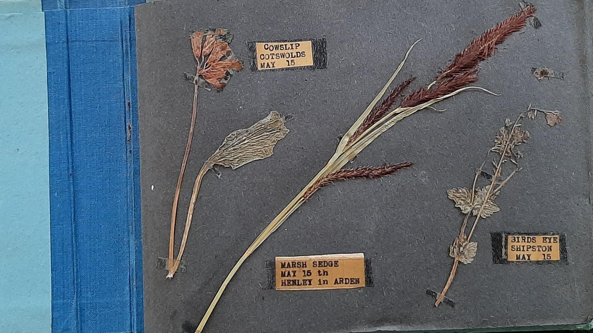 A grey page in an exercise book that contains dried and pressed flowers, with labels that state the names of the flowers.