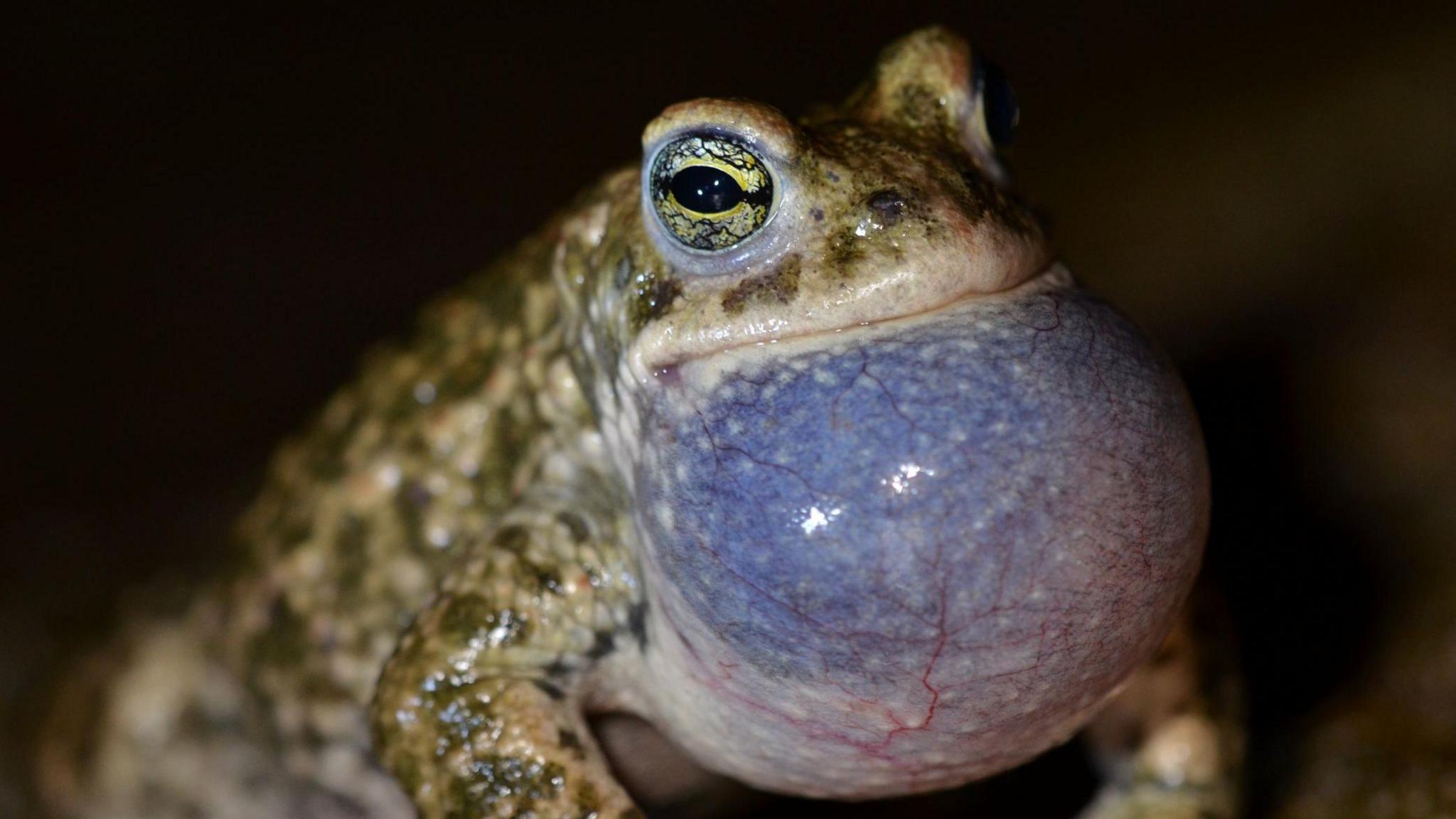 Close up of a natterjack toad which has large green eyes and a bulbous neck which is blue close up with its veins running across. The rest of the toad is green with darker green patches. 