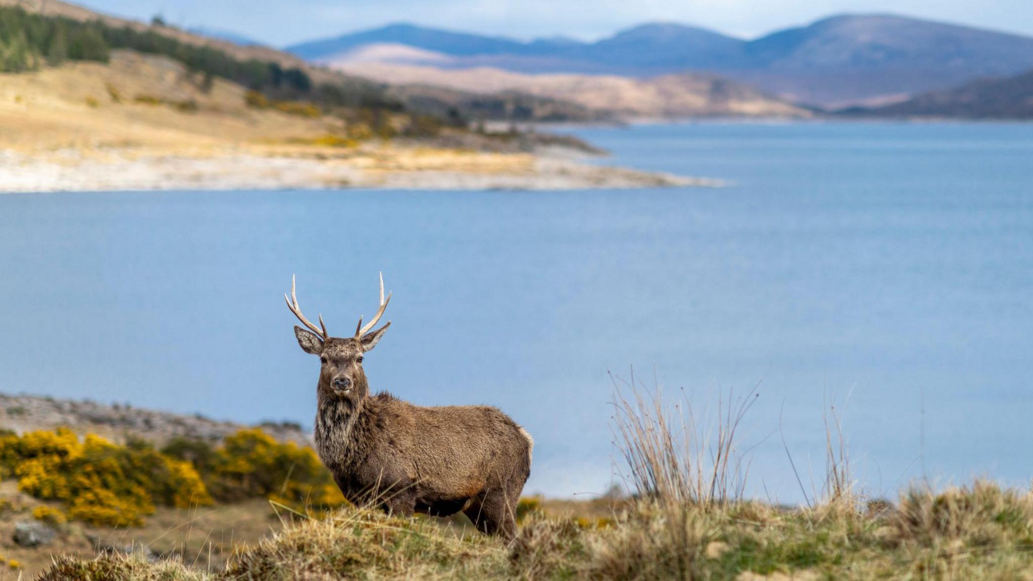 A deer next to Loch Quoich on the Knoydart Peninsula