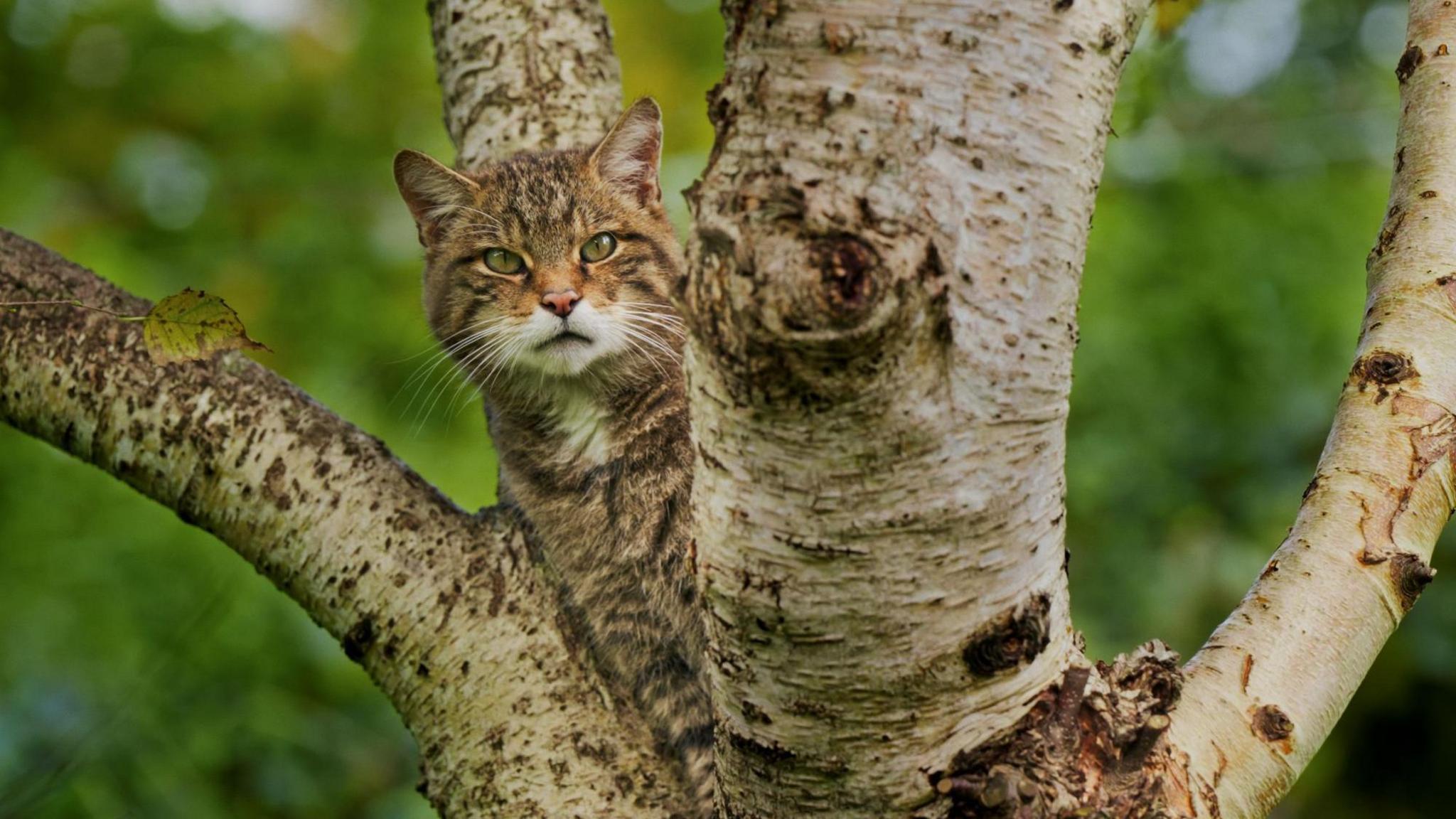 The cat looks like a large tabby cat with grey-brown fur and darker stripes. It is in a tree, a silver birch, and is peering from behind a large branch.
