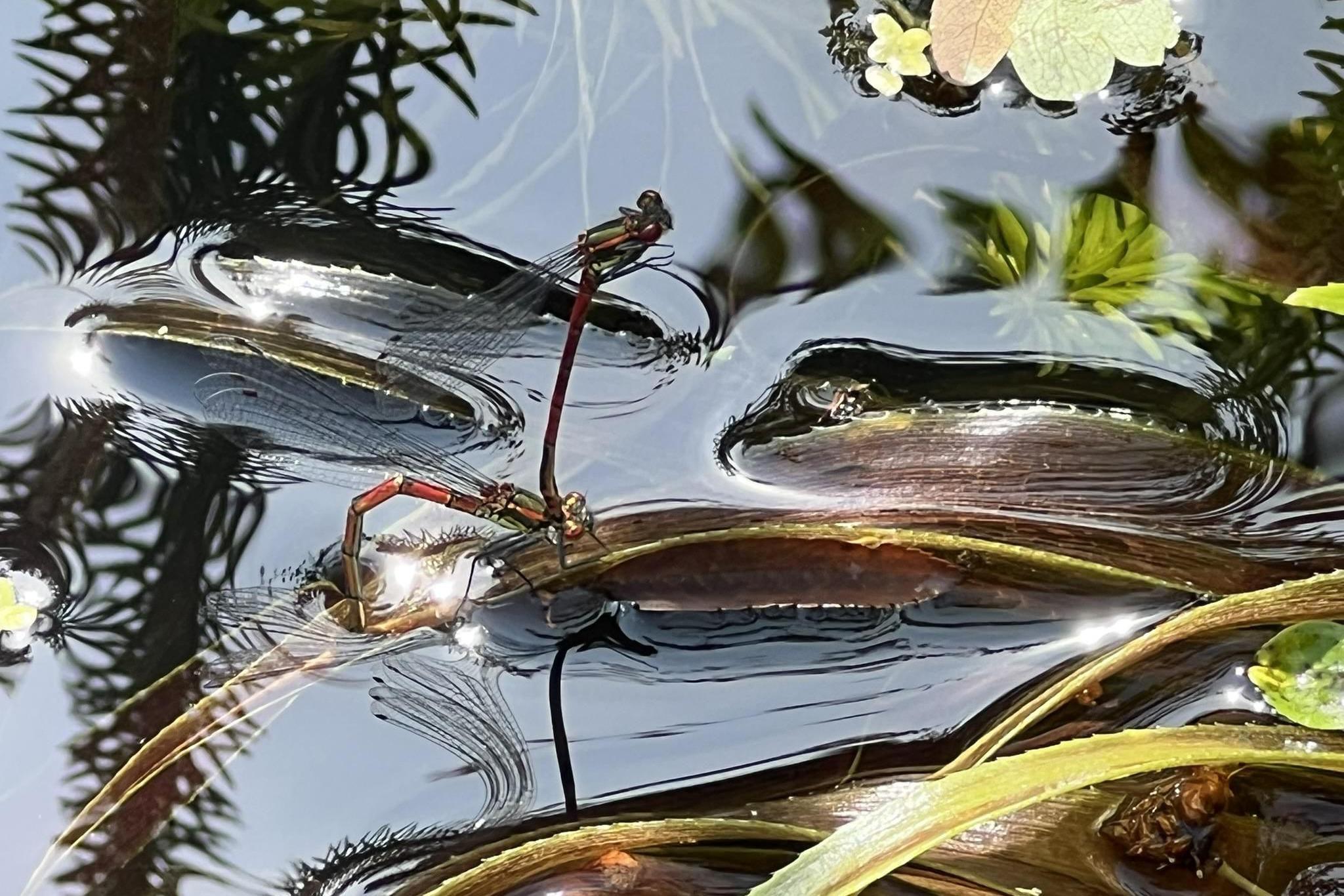 A damsel fly has its tail locked onto the head of another damselfly above the water.