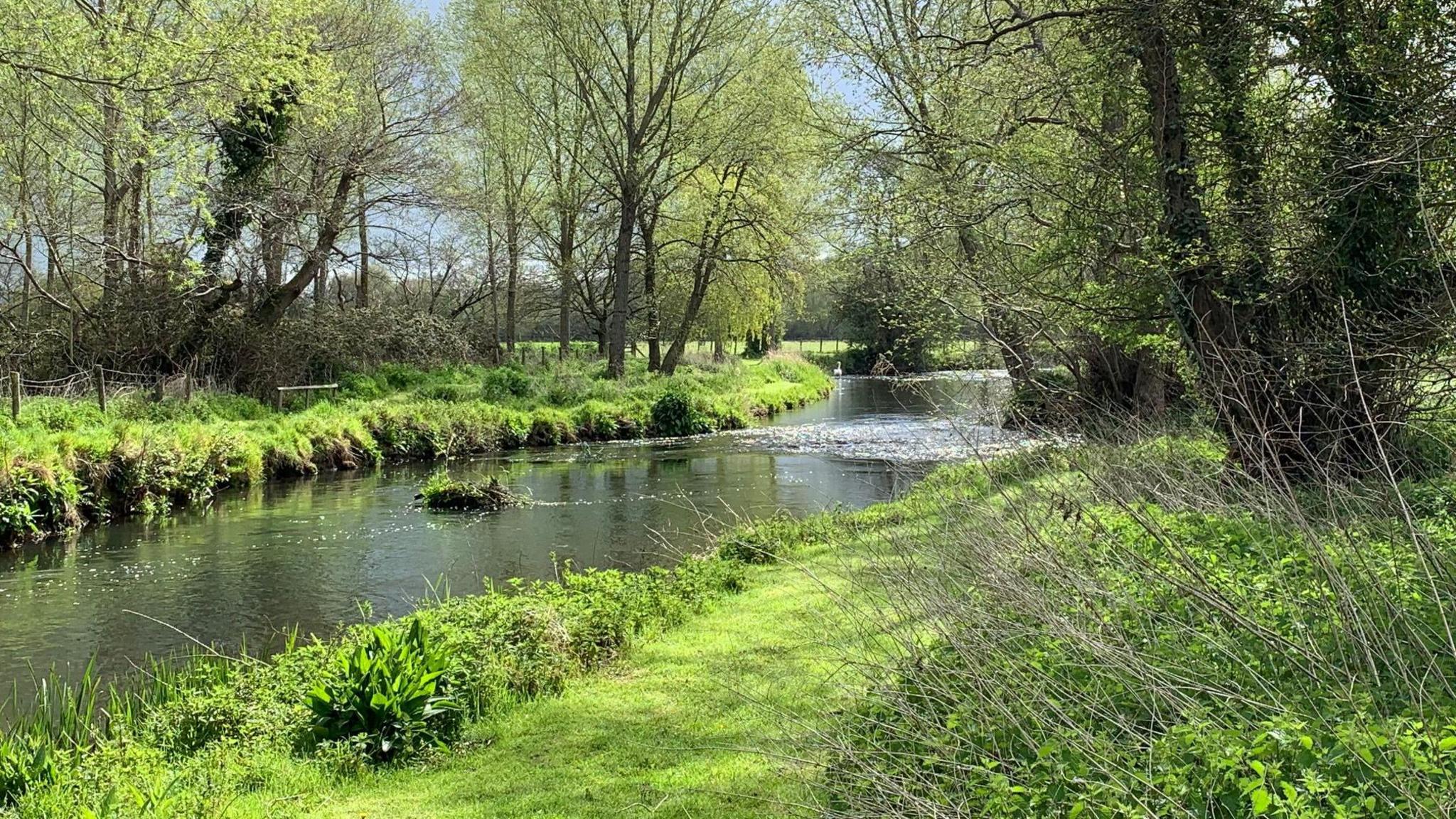 The river on a sunny day, surrounded by trees and green with sparkling water