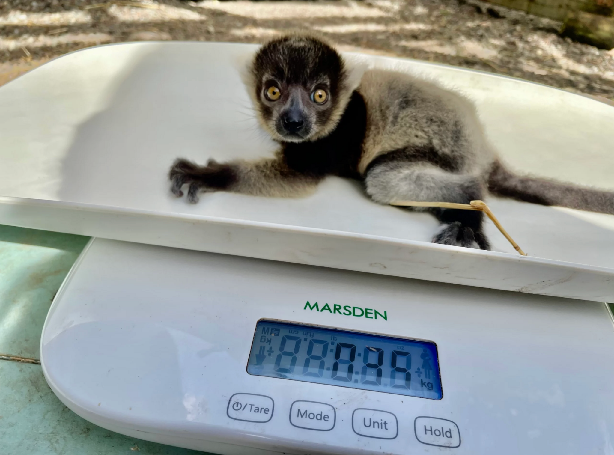 Lemur on scales