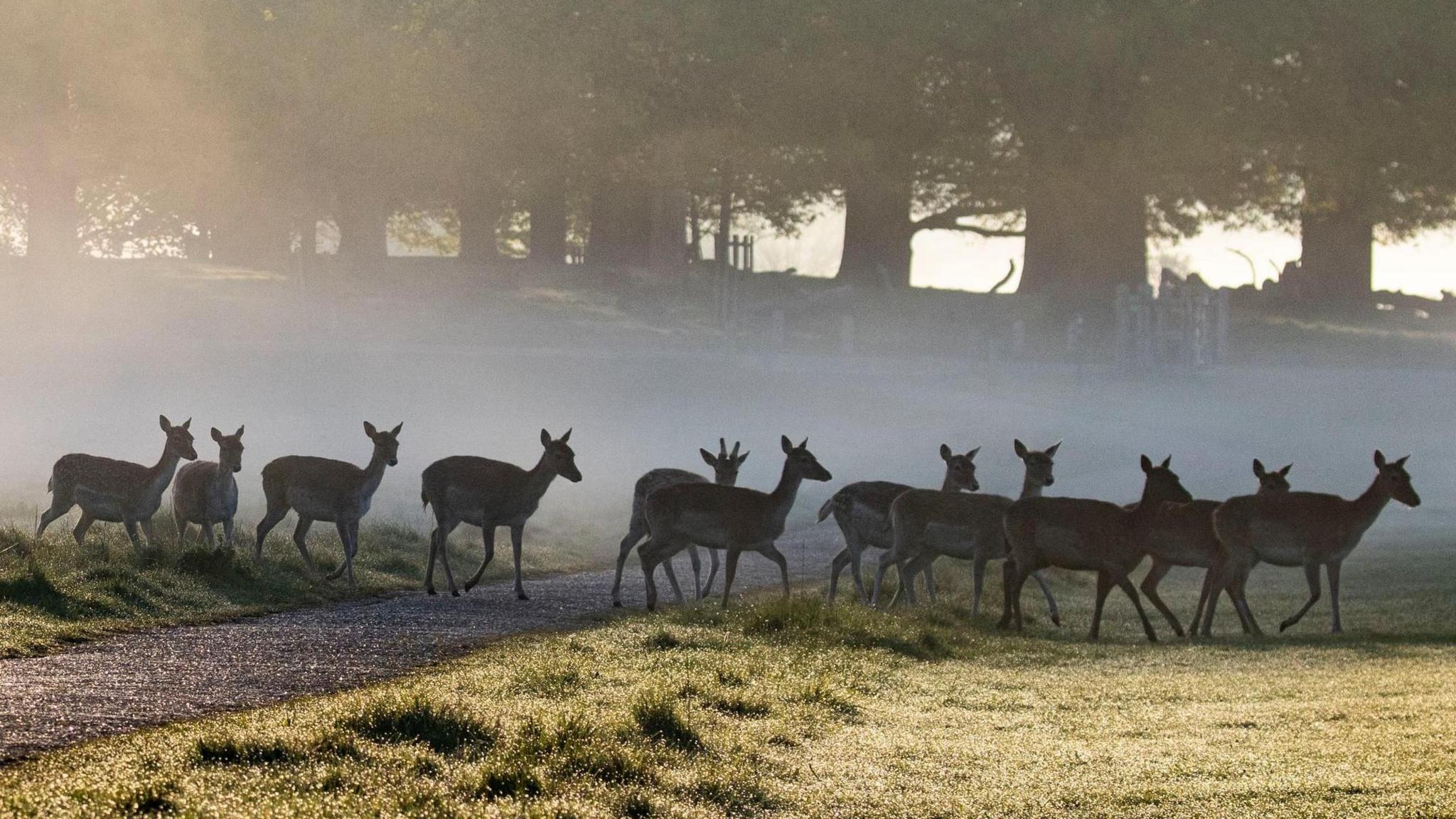 There are 11 deer walking in a woodland across a small path. There are trees in the back and it is slightly foggy.