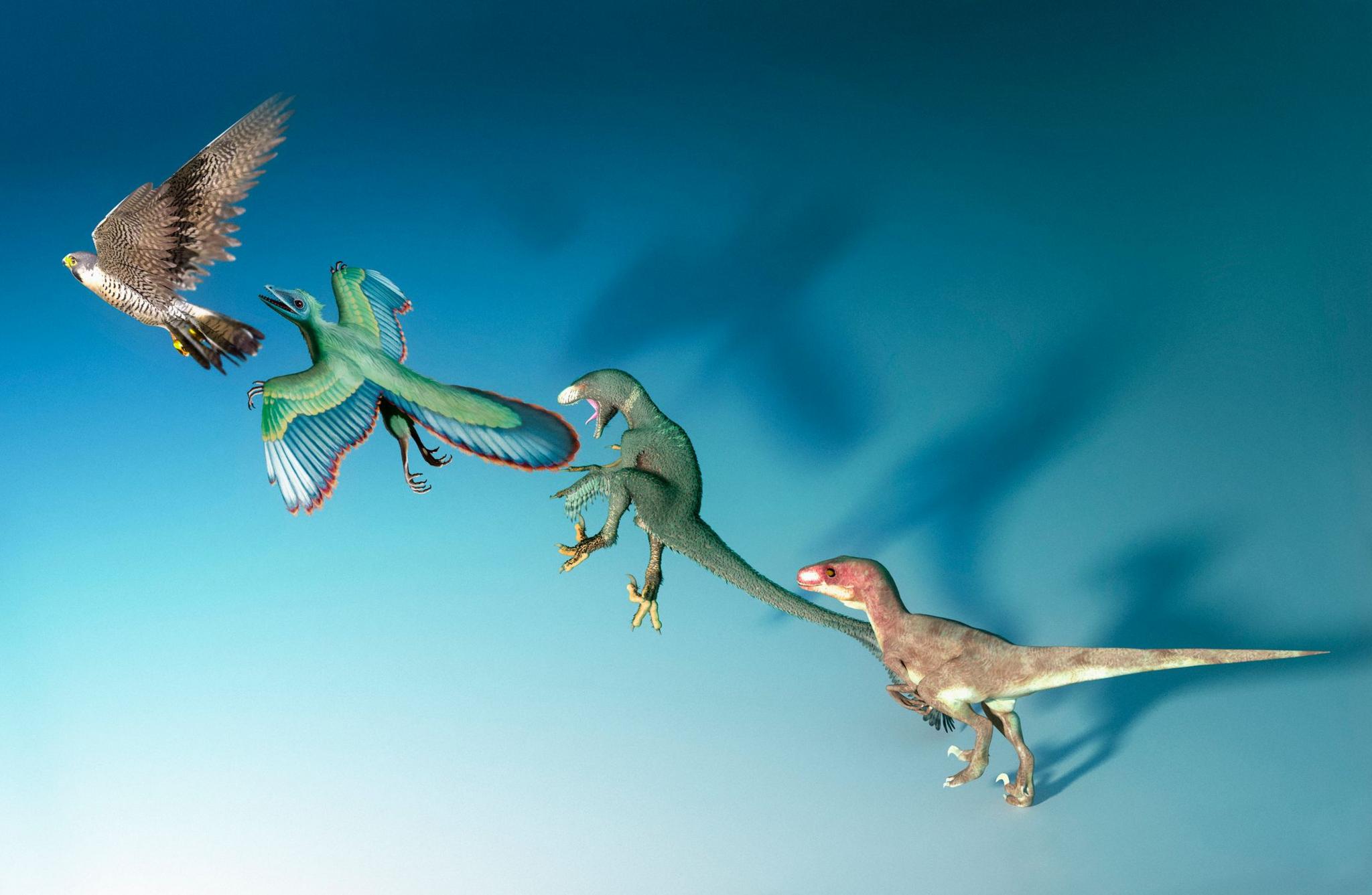 Illustration showing the evolution of dinosaurs into birds. 