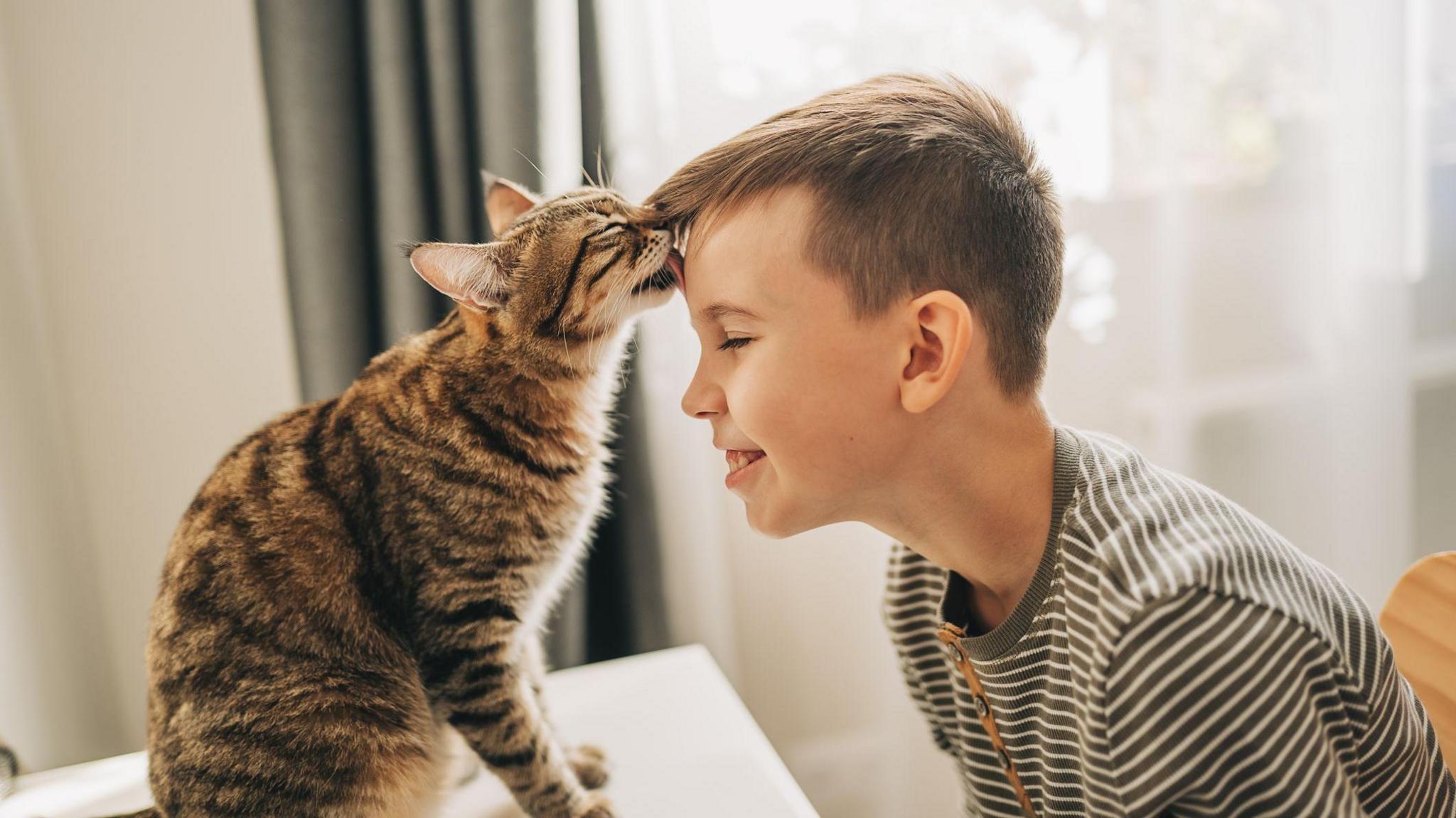Cat licking boy's forehead.