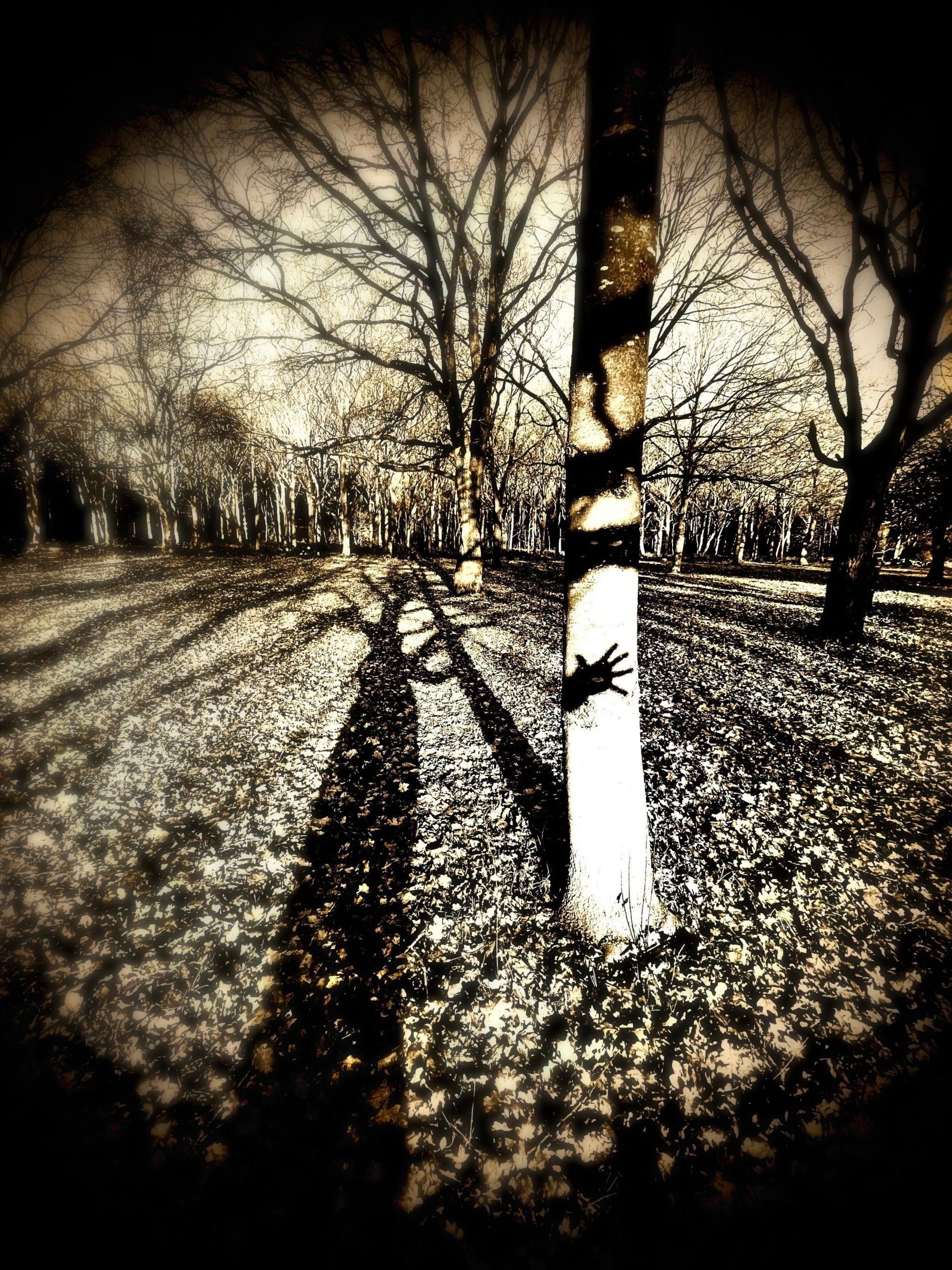 The shadow of a hand on a tree trunk