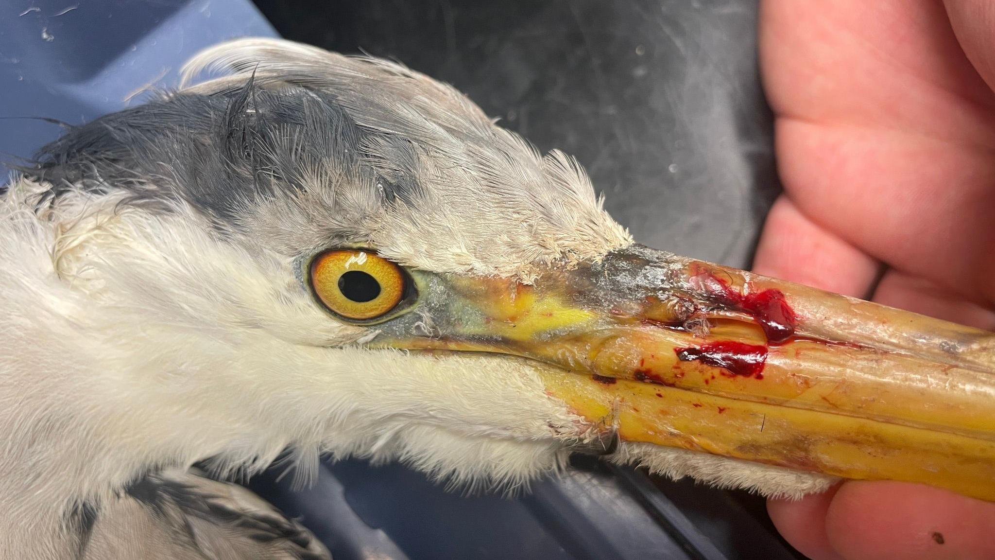 An image of a heron with blood on its beak