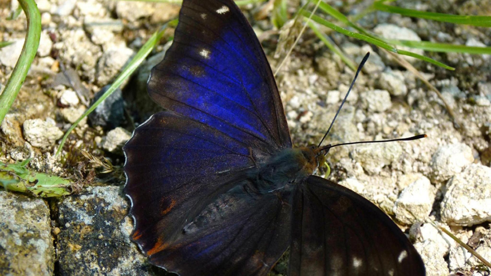 A brilliant electric blue winged butterfly sunning on some stones