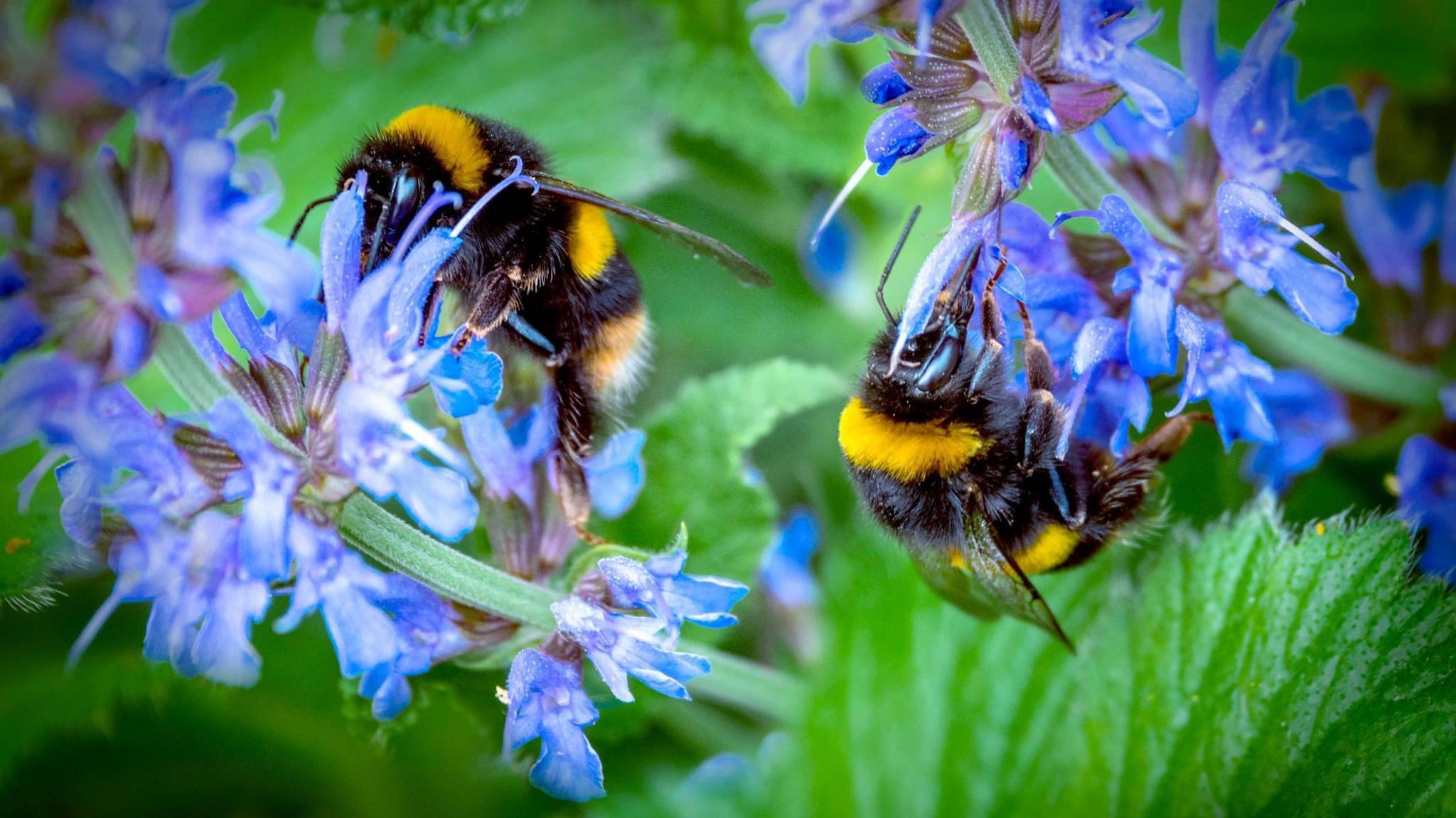 Bumble bees buzzing around a blue flowered plant 