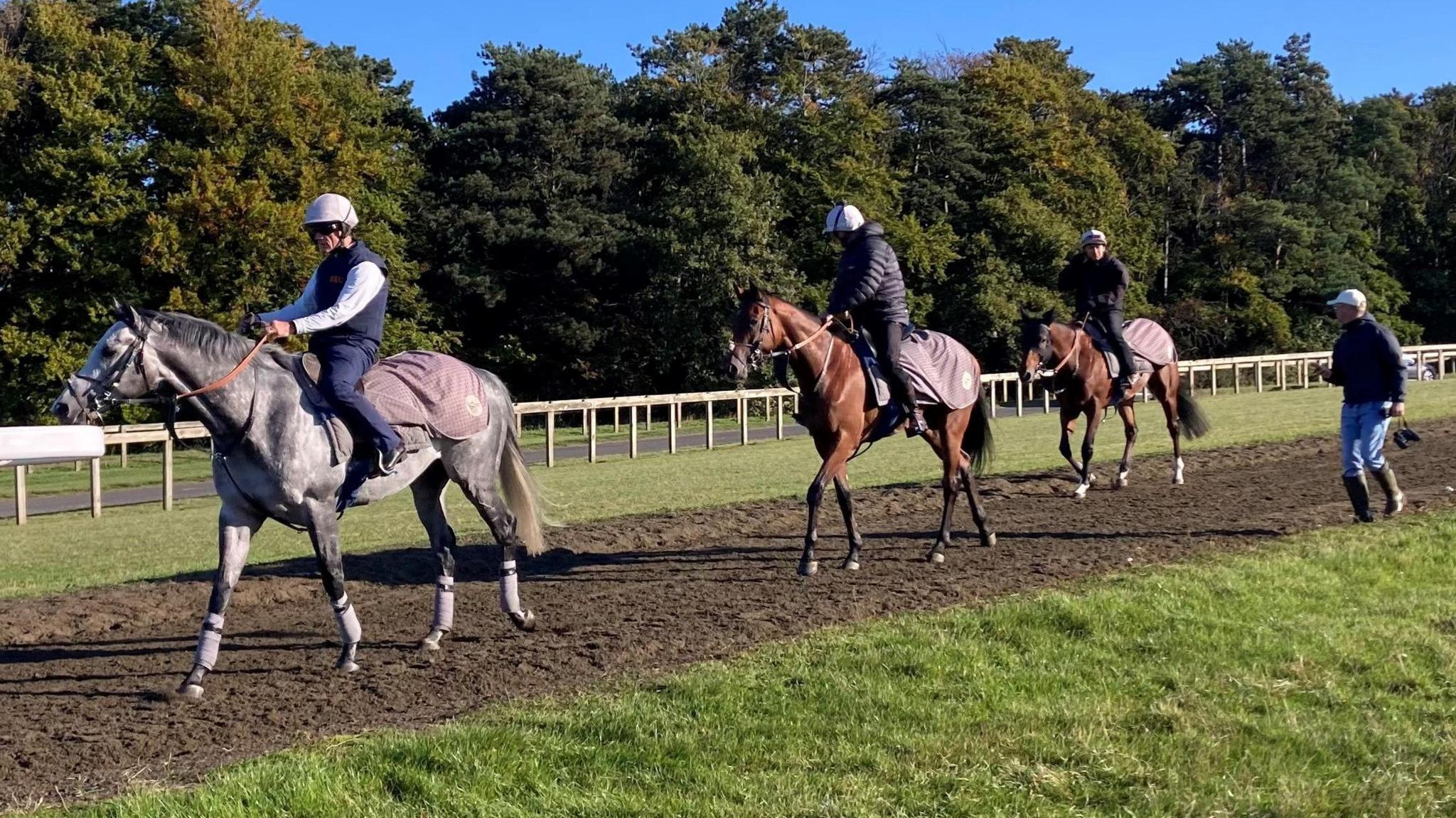 Grey-coloured Charyn and two other horses, all with riders, walking on the Newmarket gallops while Roger Varian, dressed in baseball cap, jacket and jeans, walks along the grass beside them. There are trees in the backrgound and a cloudless blue sky.