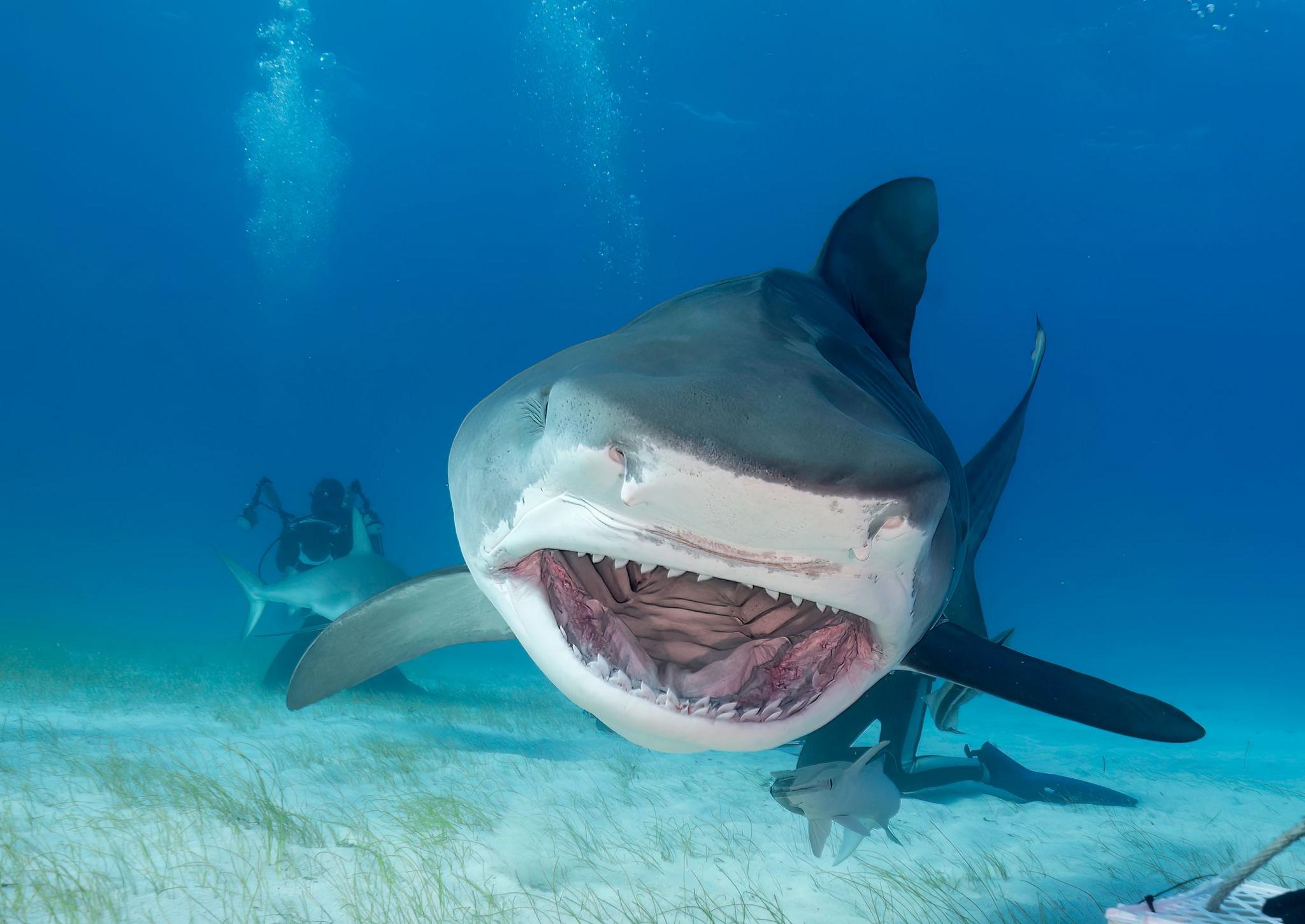 Tiger shark with mouth open