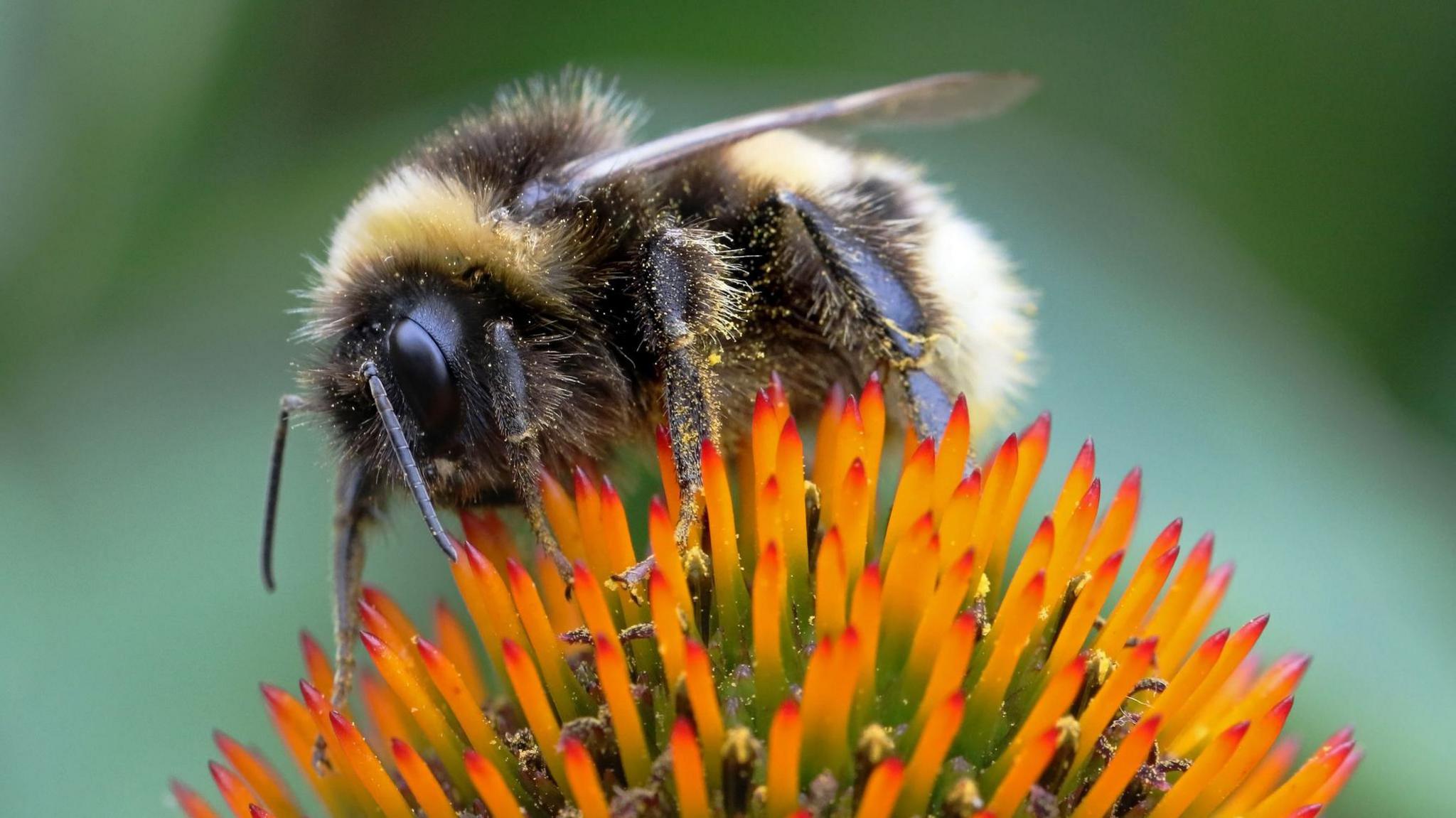 Bee on flower