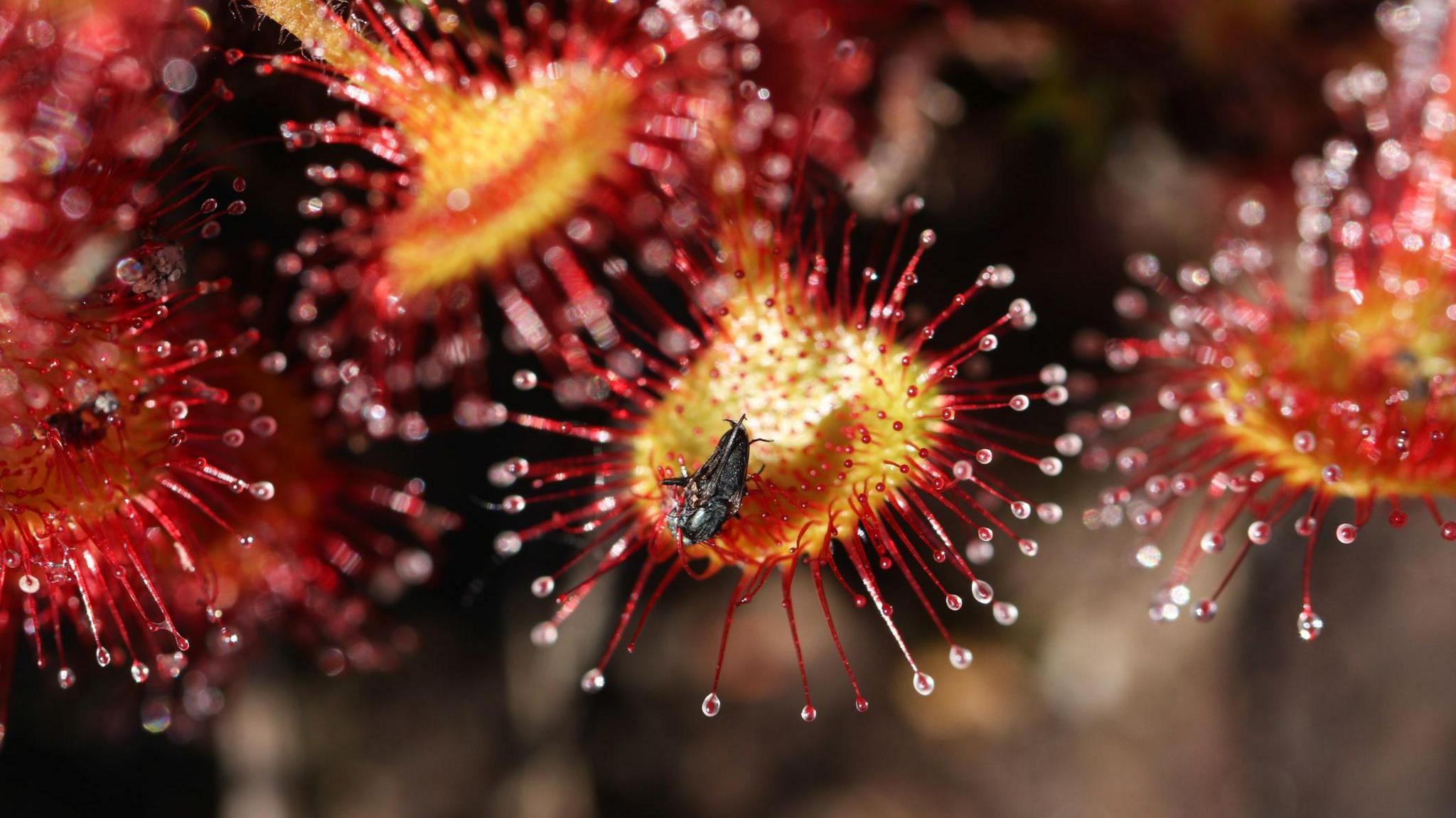Insects are trapped in a Round-leaved Sundew Plant.
