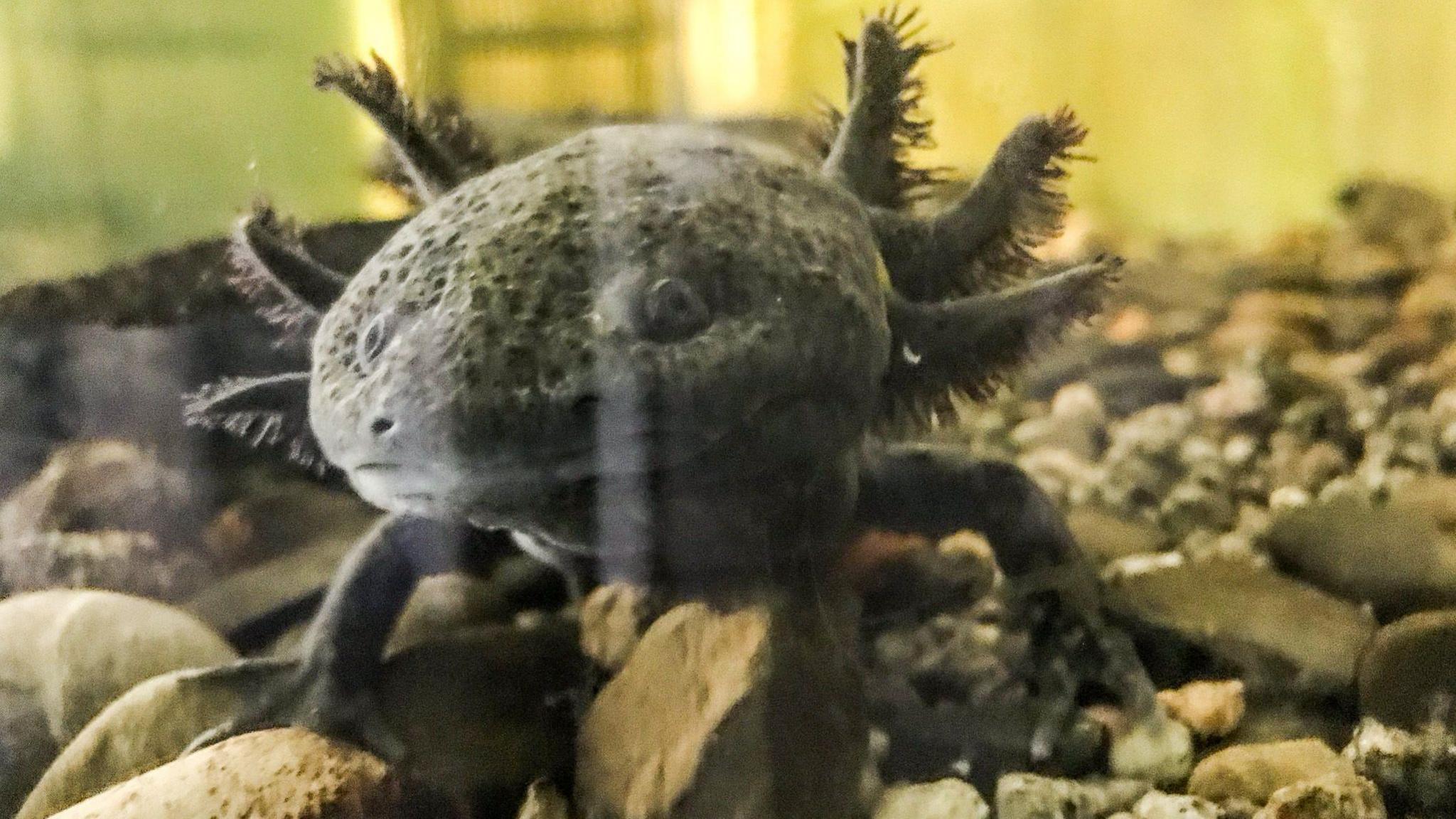 A wild axoltol in a captive breeding programme aquarium. In contrast to pet and laboratory axolotls, this wild amphibian is brown and mottled. The image shows how well camouflaged the animal is against the dark rocks and mud of its natural wetland habitat.