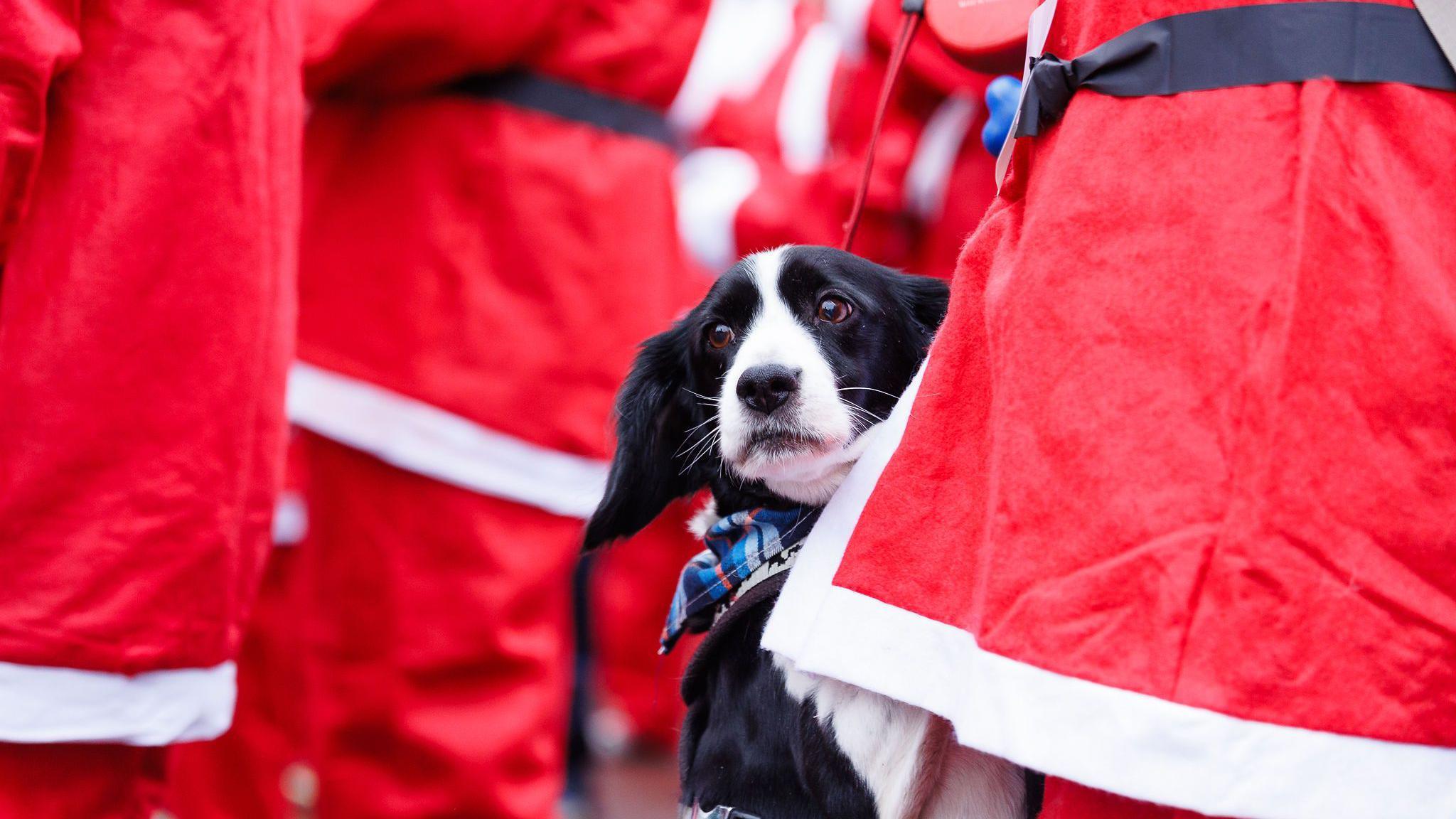 A black and white dog looking up with wide eyes. The dog is surrounded by people in red and white Santa outfits.