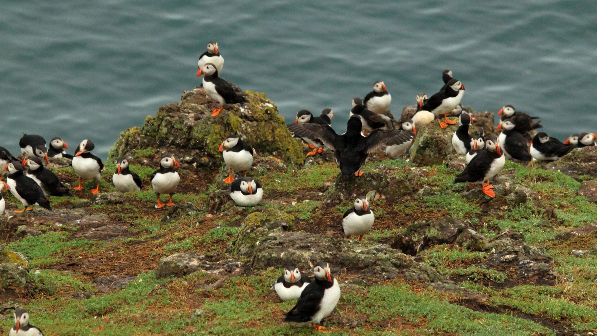 lots of puffins on skomer island