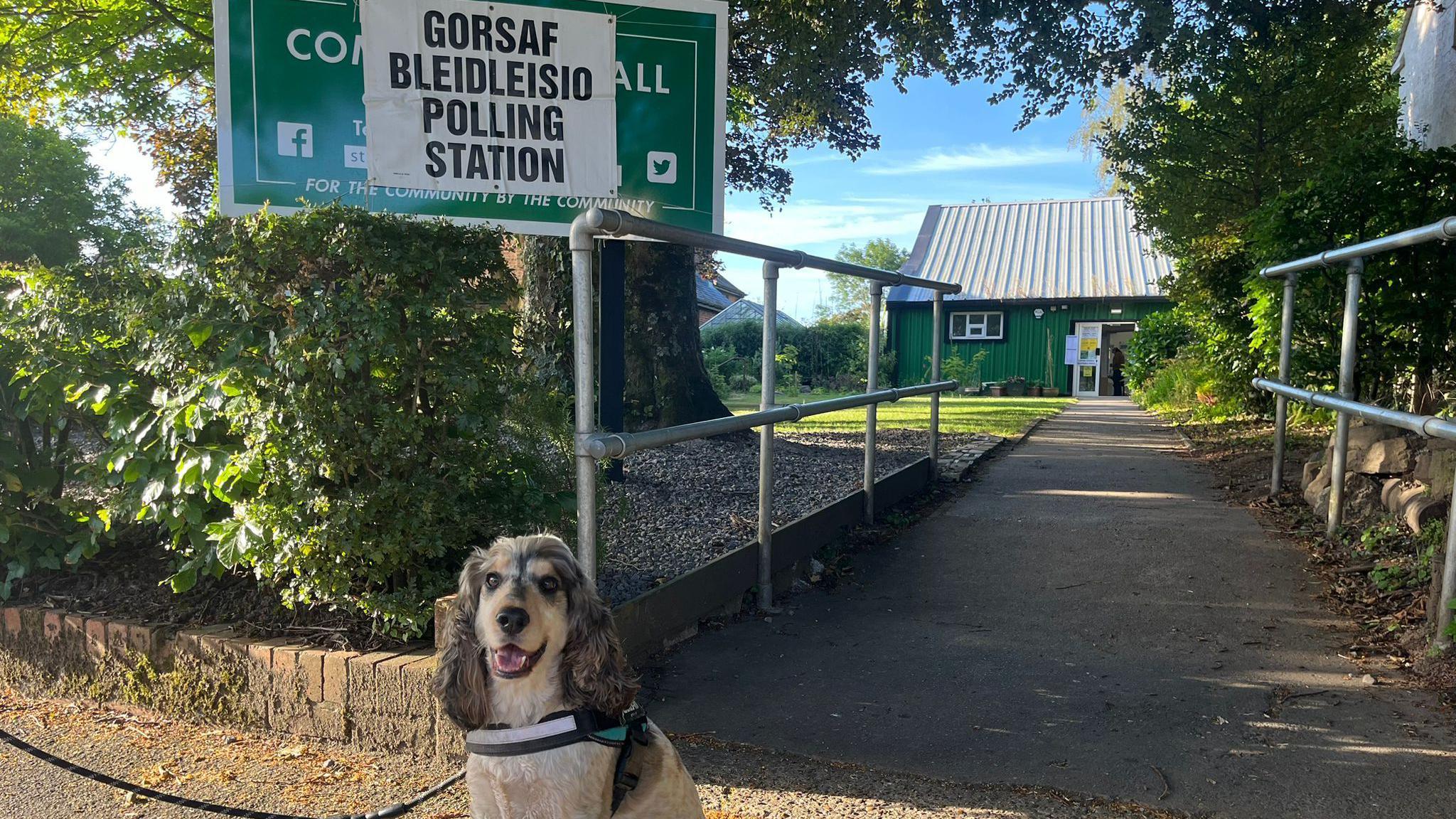 Ianto the Cockerspaniel outside a polling station in Cardiff