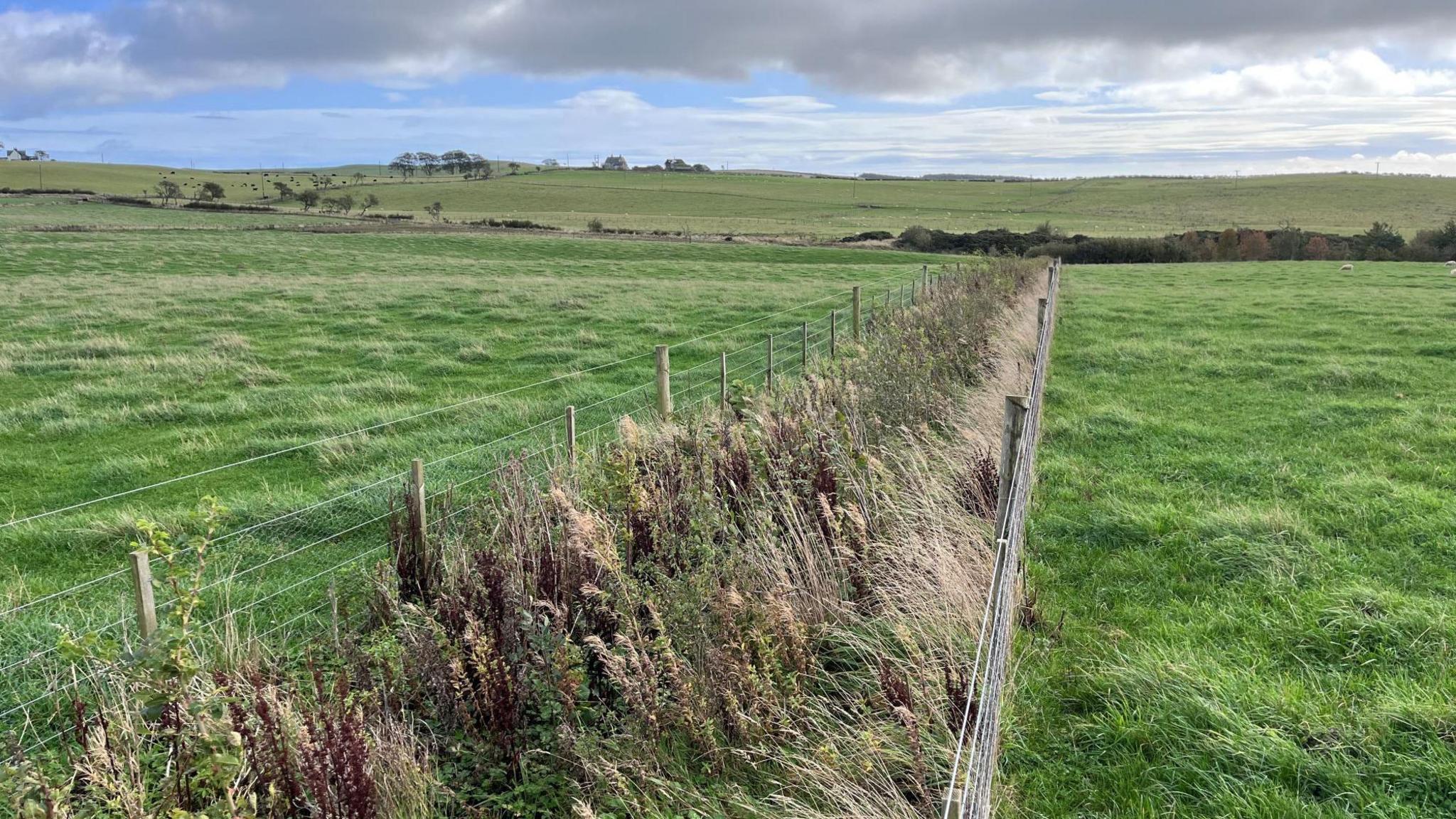 A small hedgerow with fencing on either side runs through the middle of a grass field.