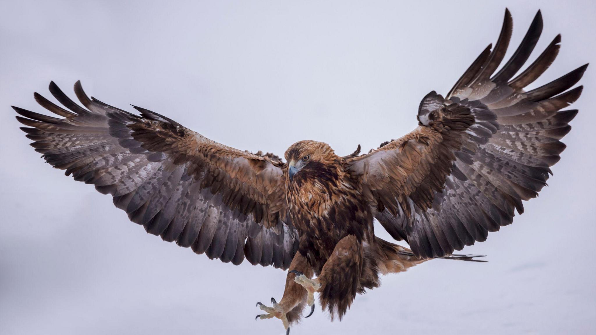 Golden eagle flying.
