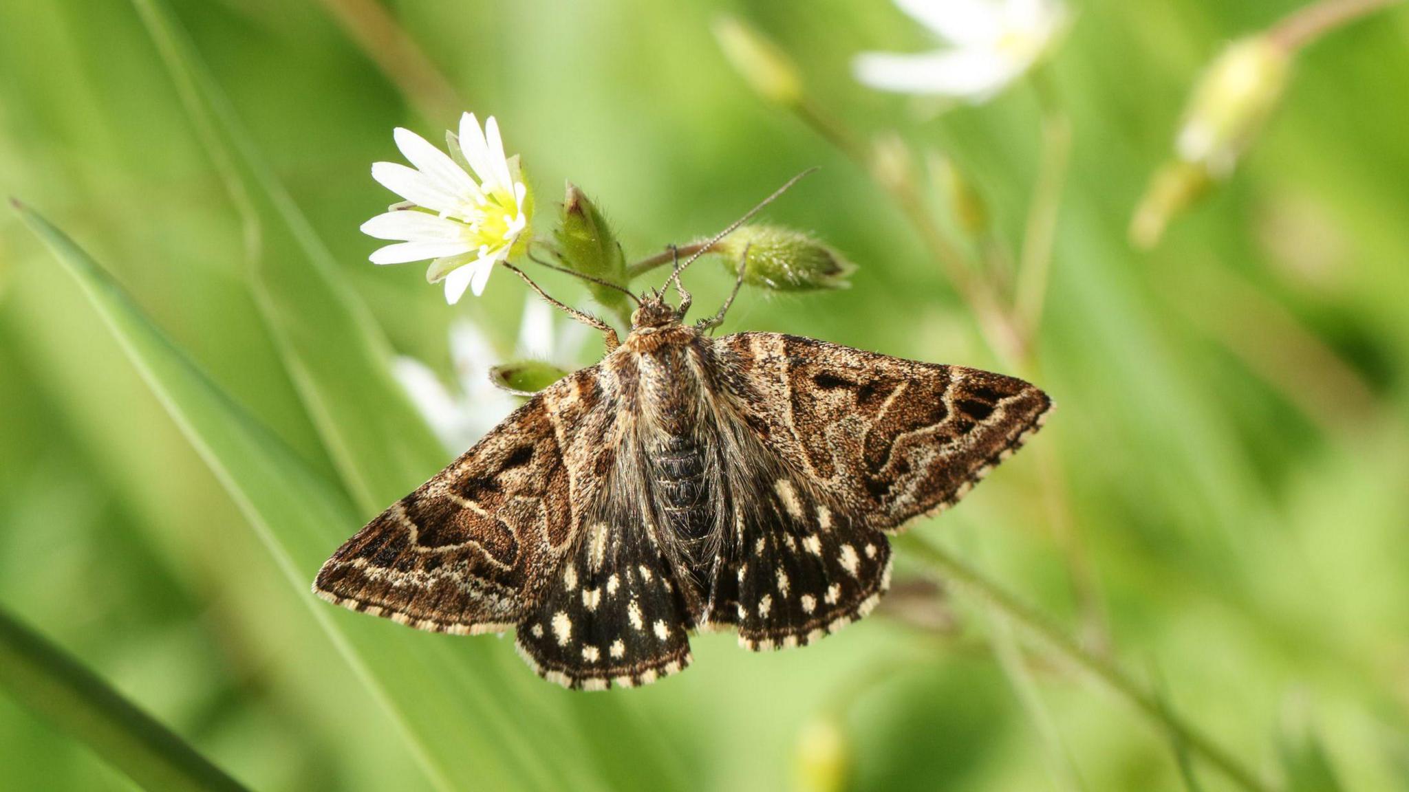 Moth on a flower.