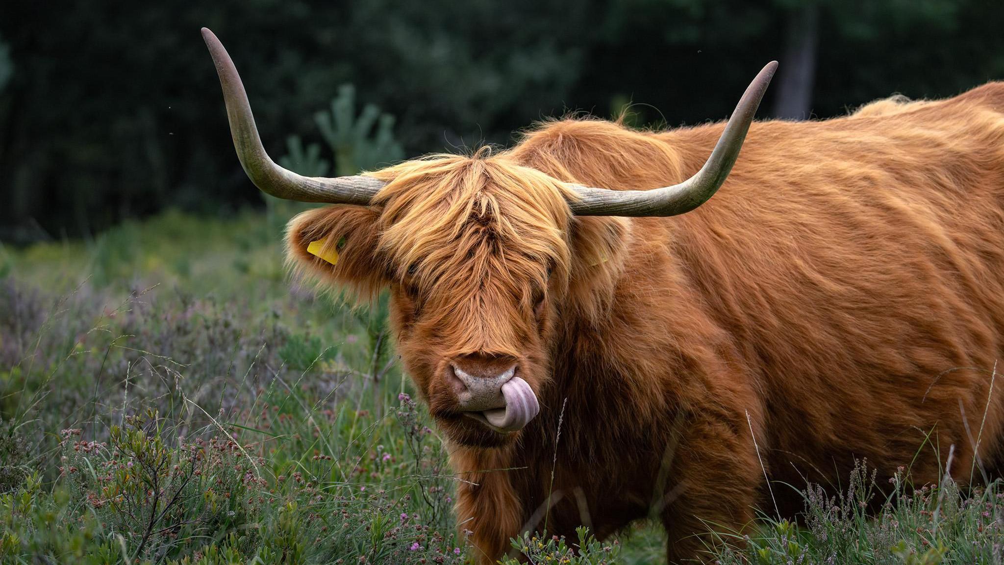 A highland cow with red fur and long horns looks at the camera in the middle oh heathland. Its tongue is out and is licking its nose