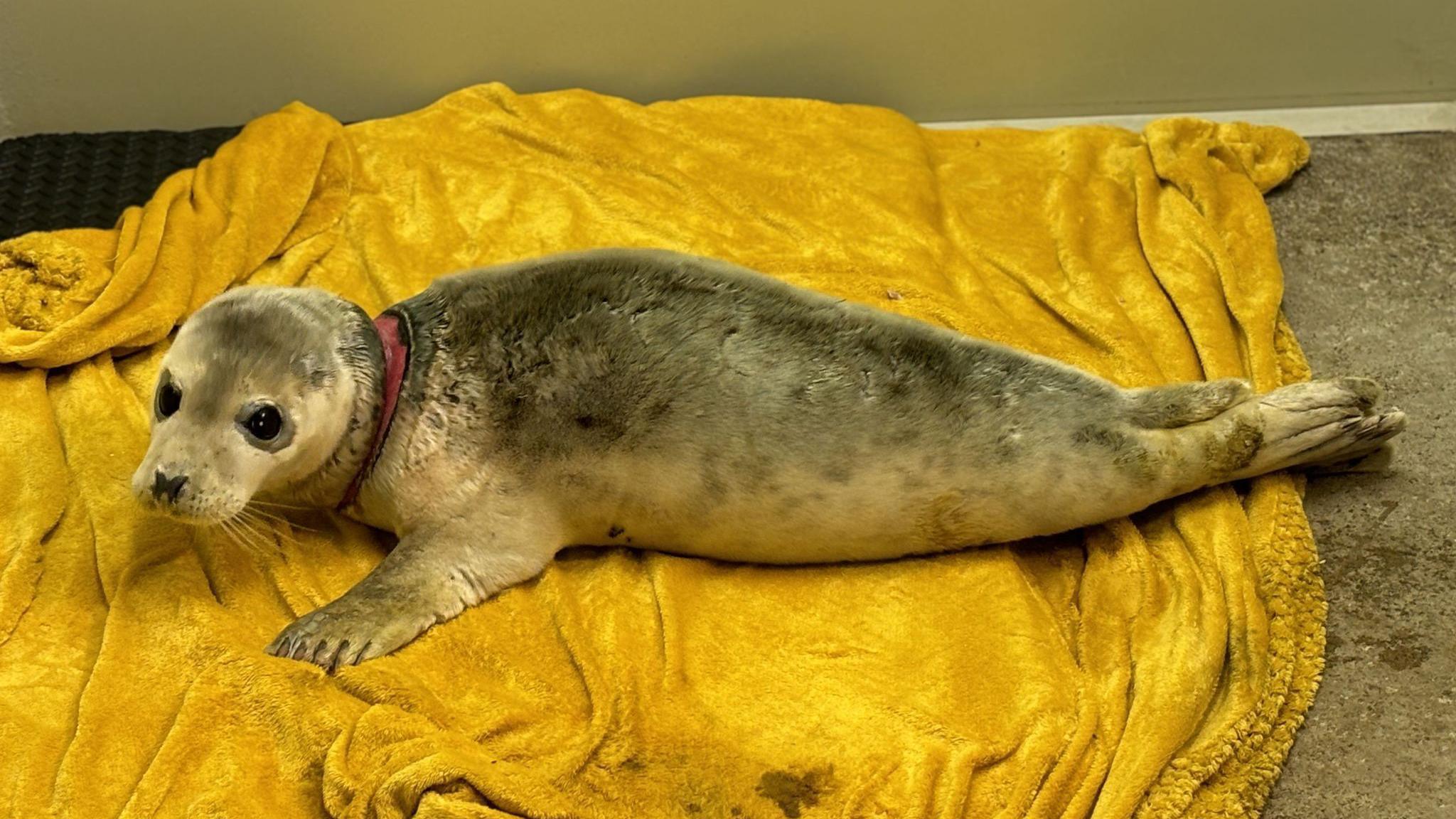 Grey seal lying on a yellow blanket with a large incision around its neck