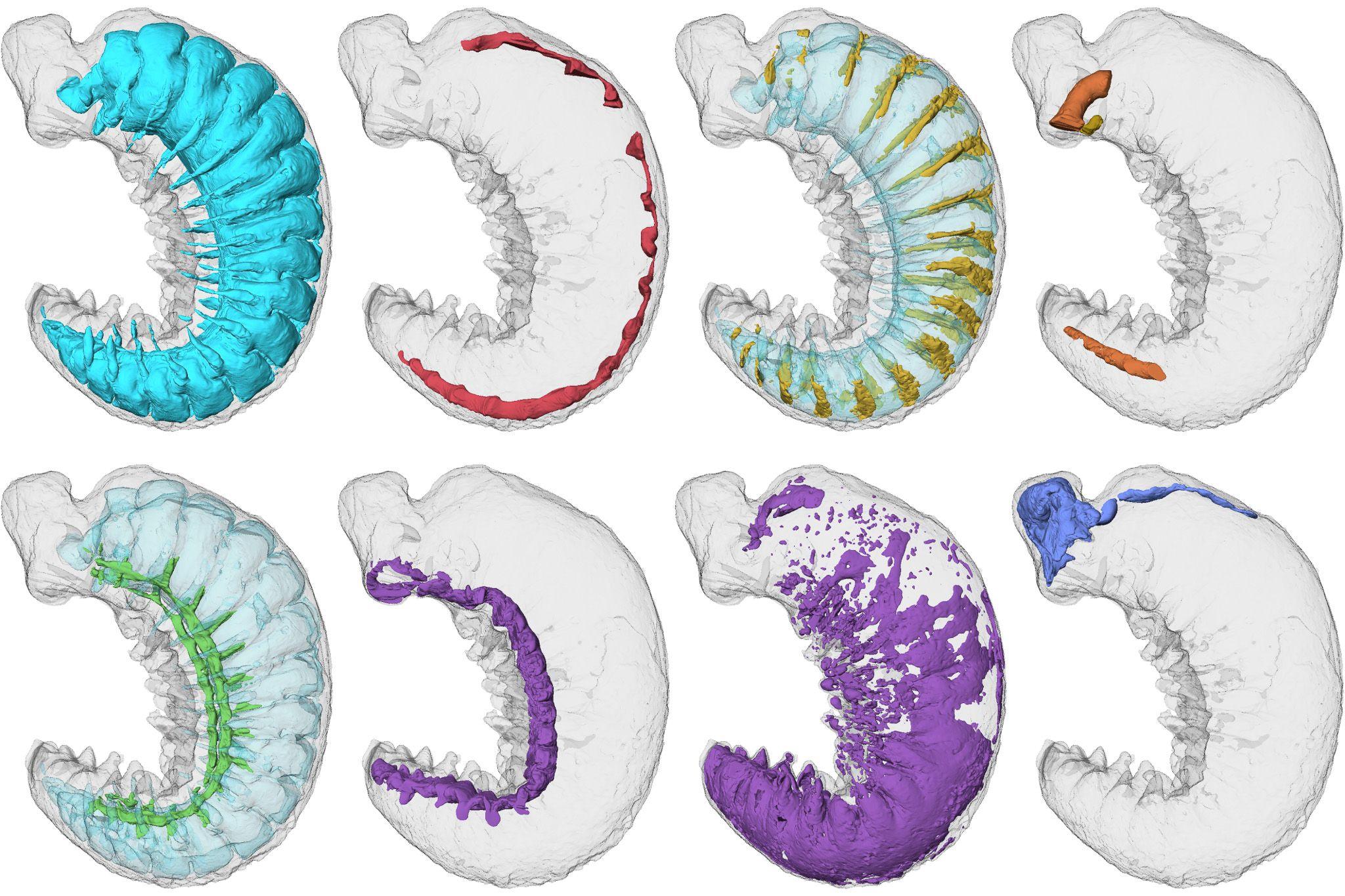 Cross sections showing x-rays of the prehistoric insect 