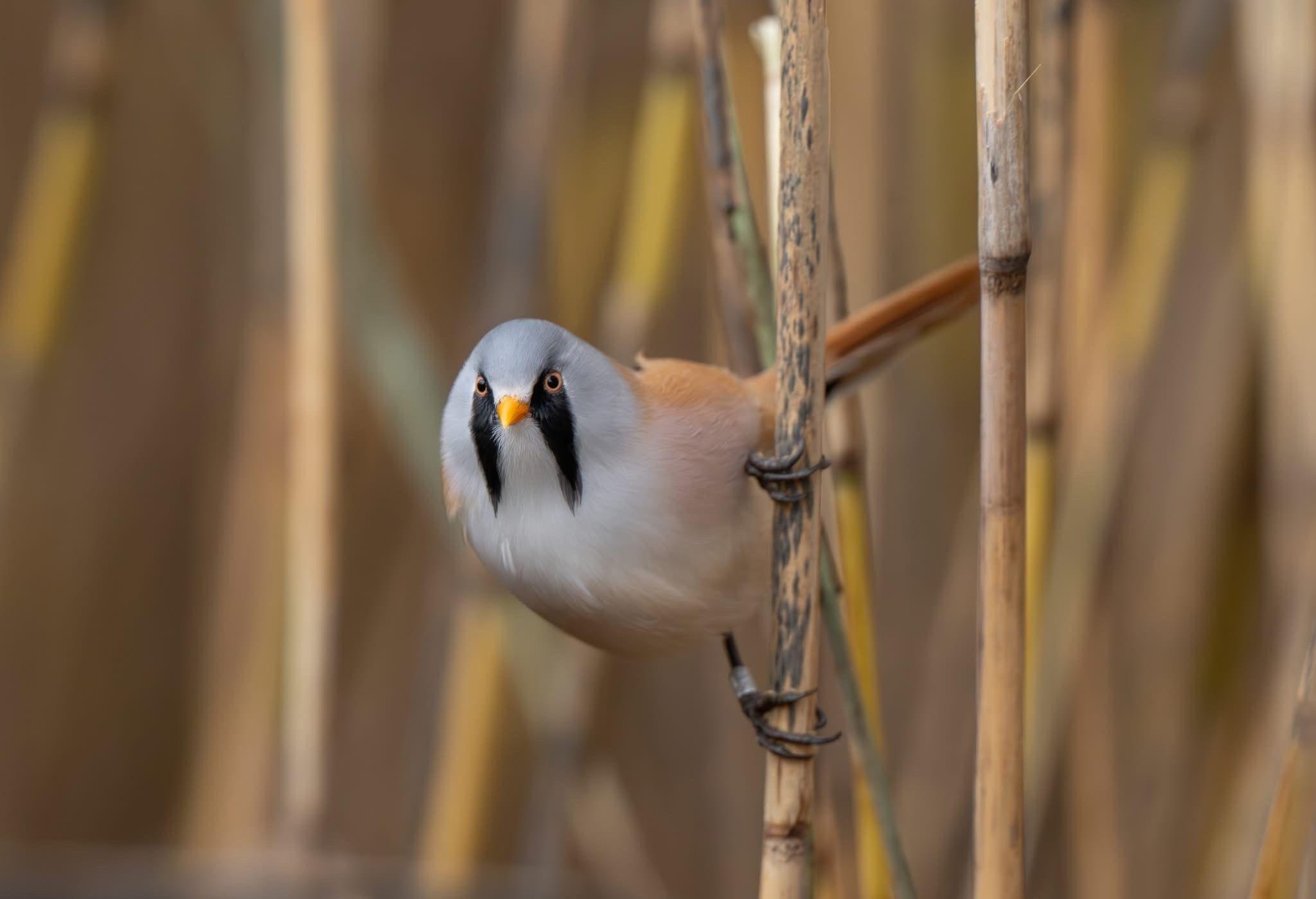 A small grey bird with distinctive black markings around its eyes clinging to a reed