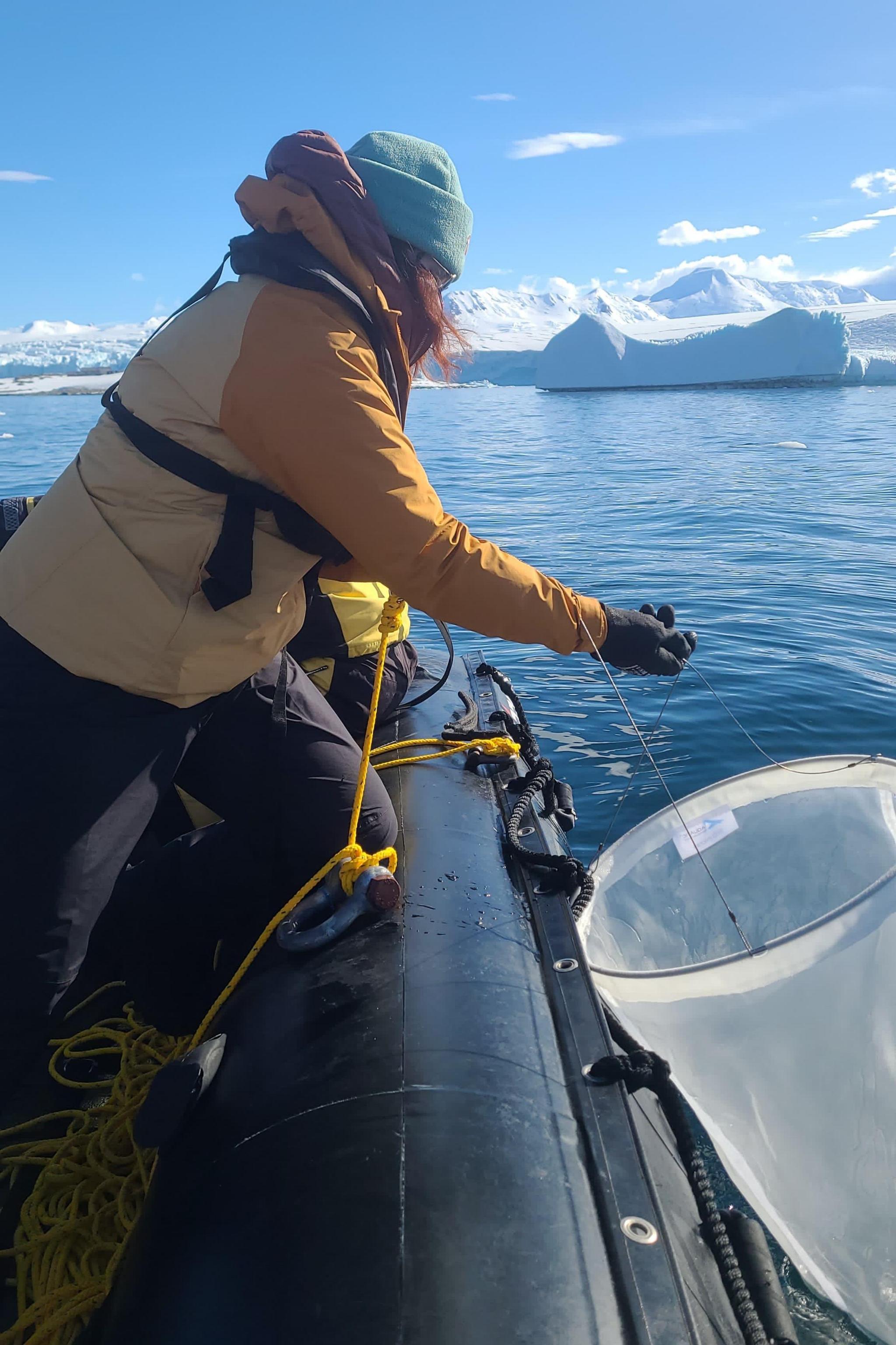 A scientist leans over the side of a small boat in Antarctica. The sun is shining and the sea is calm. Icebergs are visible in the background. The scientist, a woman who is turned away from the camera, is pulling in a sampling net, which she is using to catch krill for her research. 