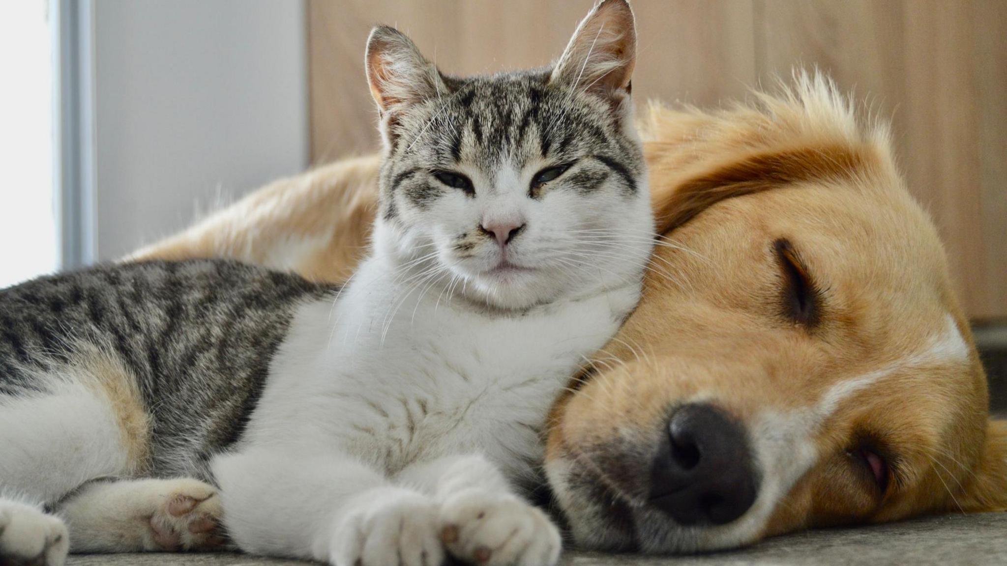 A cat reclines next to a sleeping dog