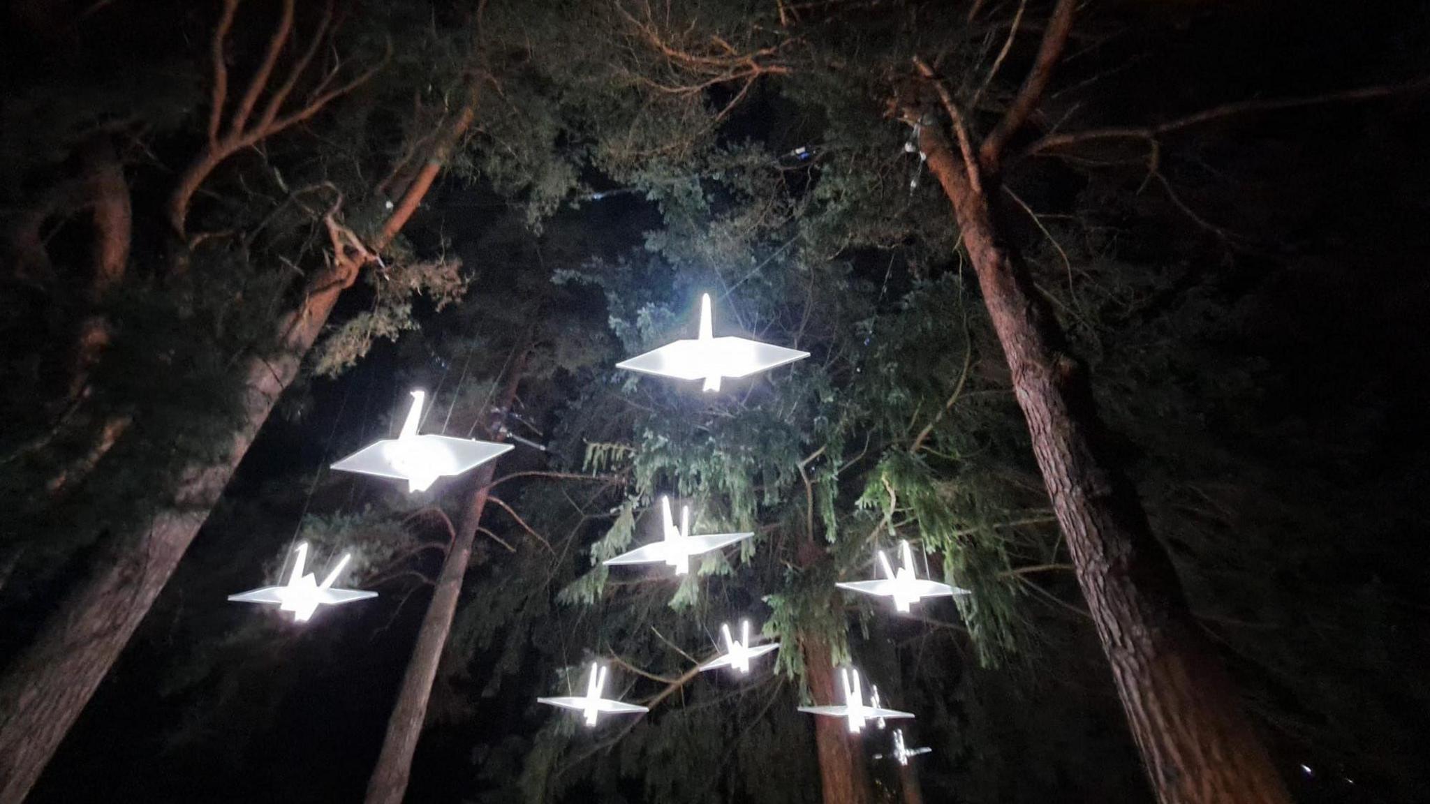 Nine lit-up crane-shaped sculptures hang from fir trees at night at Westonbirt