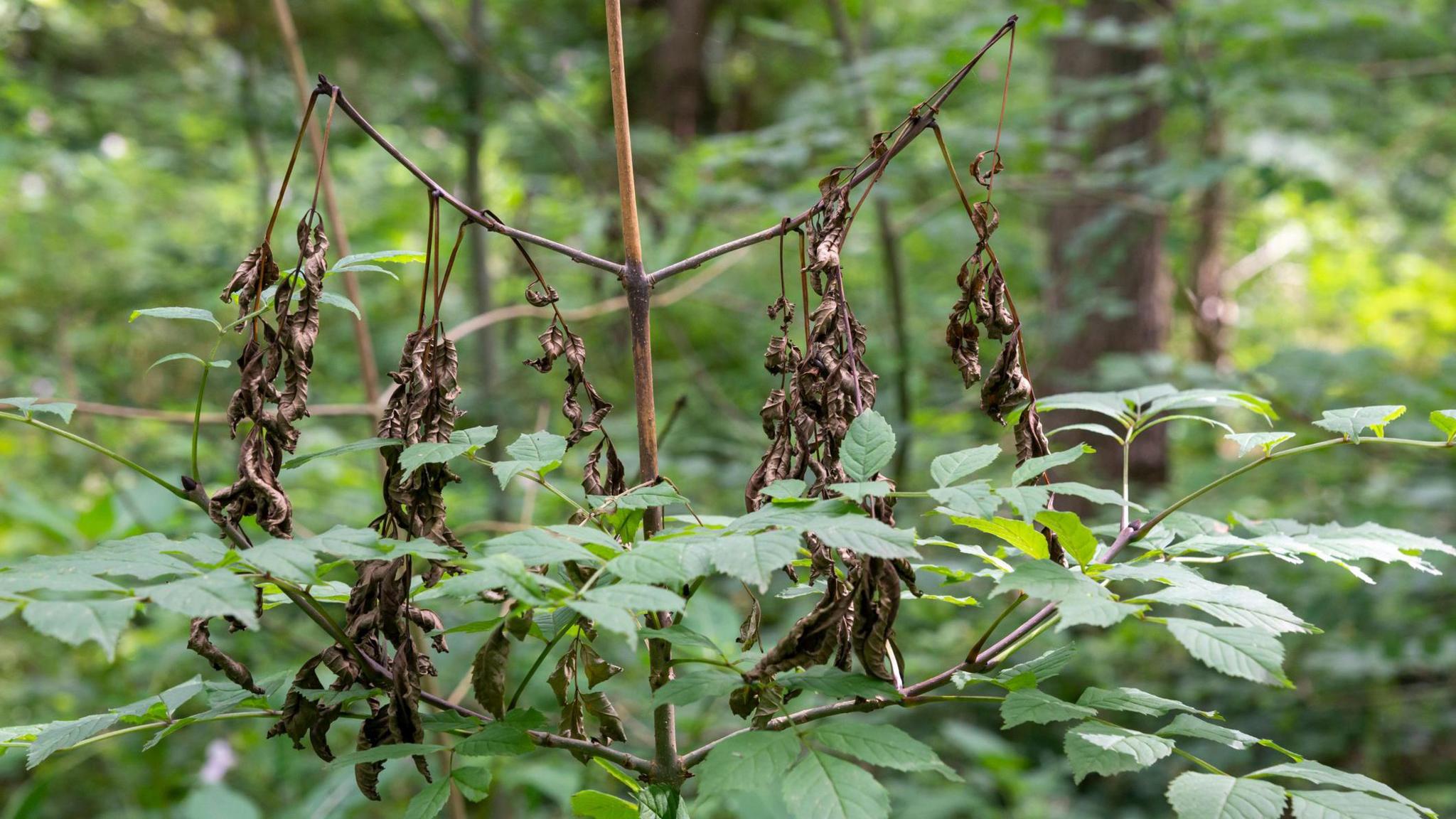 Close-up image of a tree showing signs of ash dieback, with withered leaves.