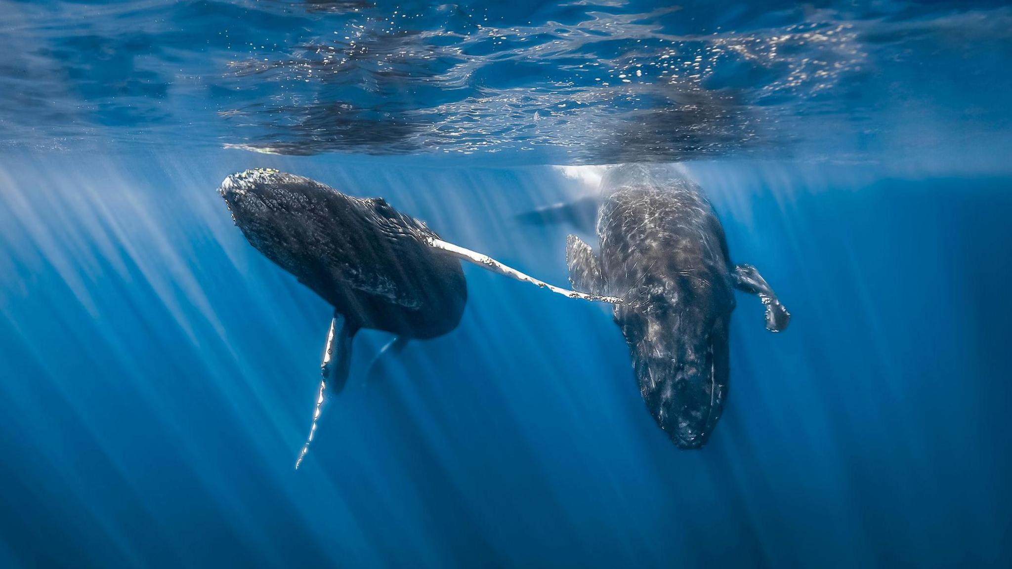 humpback whales in the water.