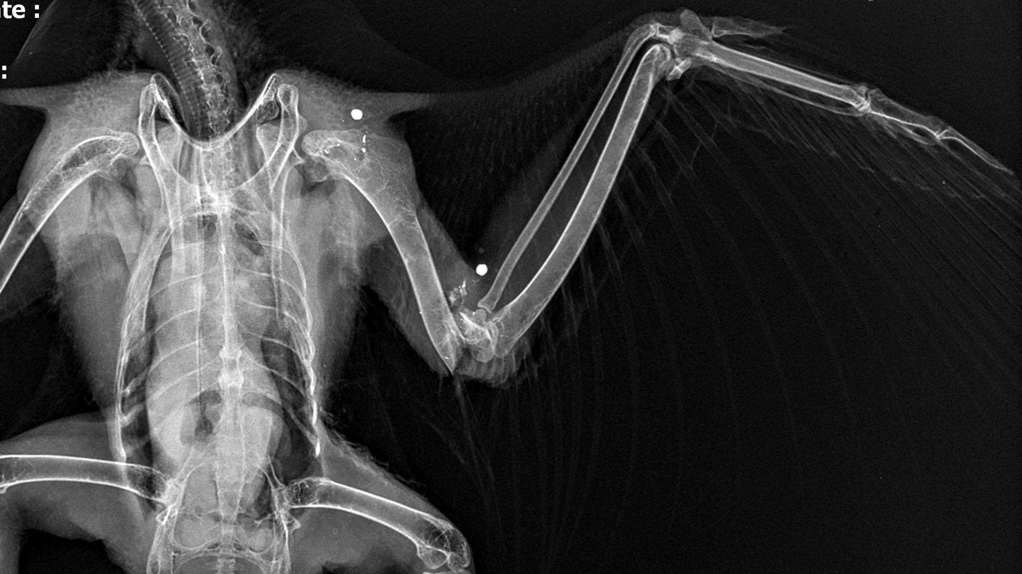 Peregrine X-ray 