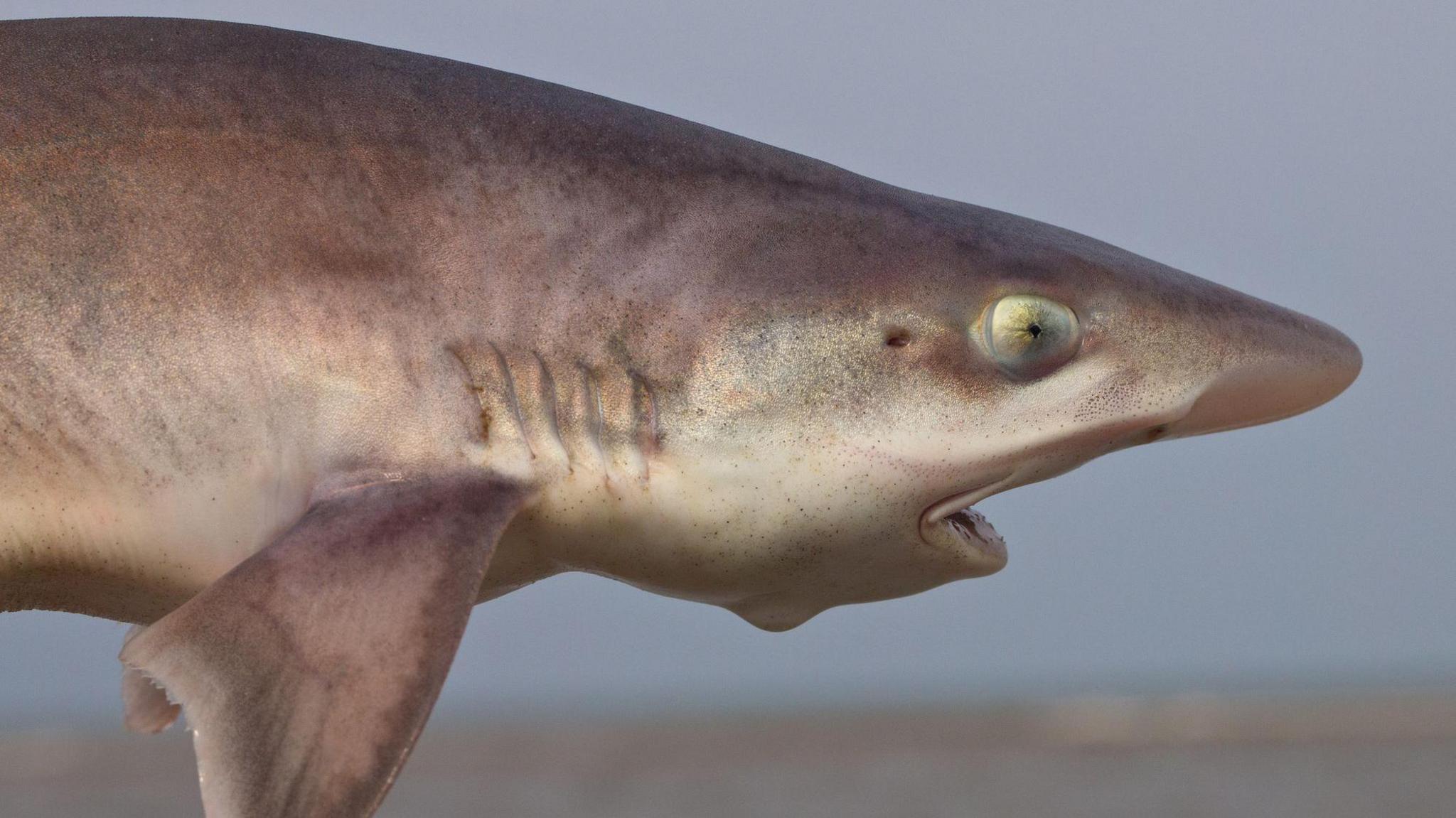 Side view of smooth-hound shark.