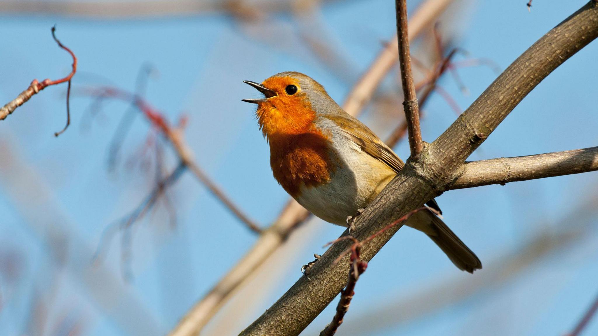 An adult robin singing while on a branch. 