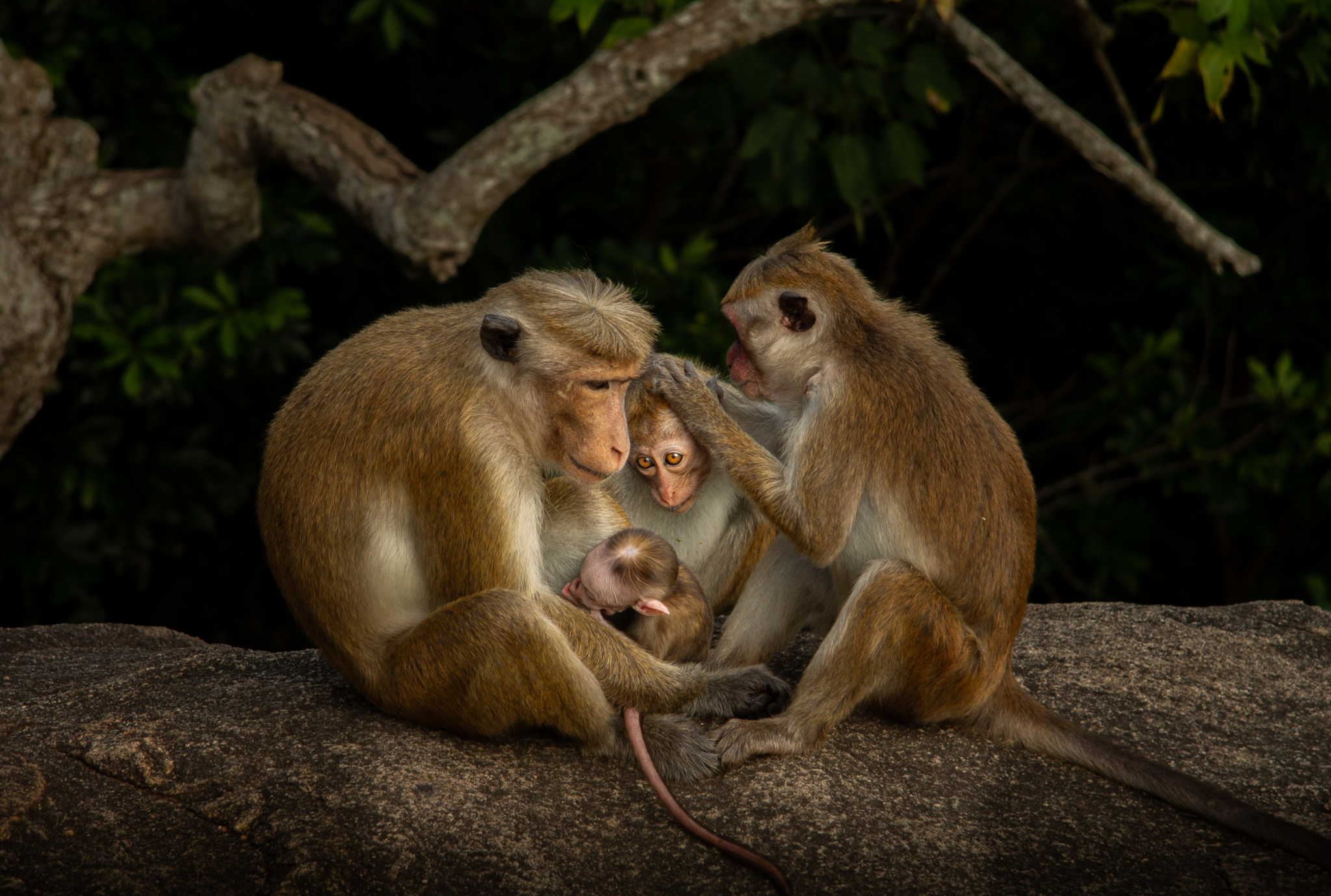 Four monkeys sit on a rock. The two adults monkeys are cradling the two younger monkeys. 