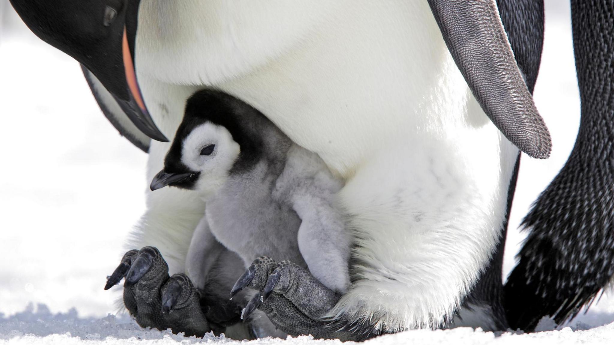 A mother emperor penguin with a chick at her feet standing on snowy ice