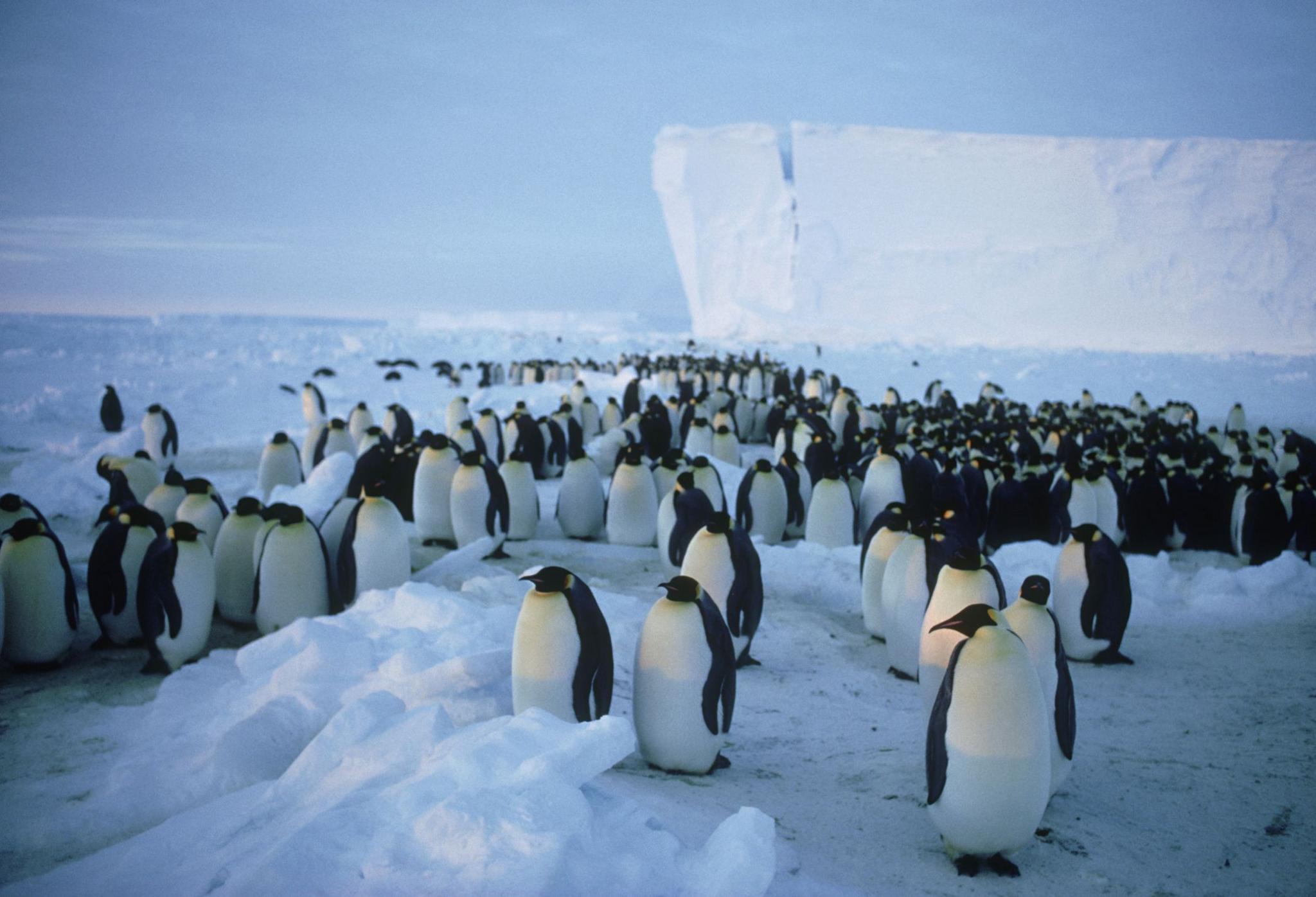 The Brunt Ice Shelf with a large group of emperor penguins in the foreground