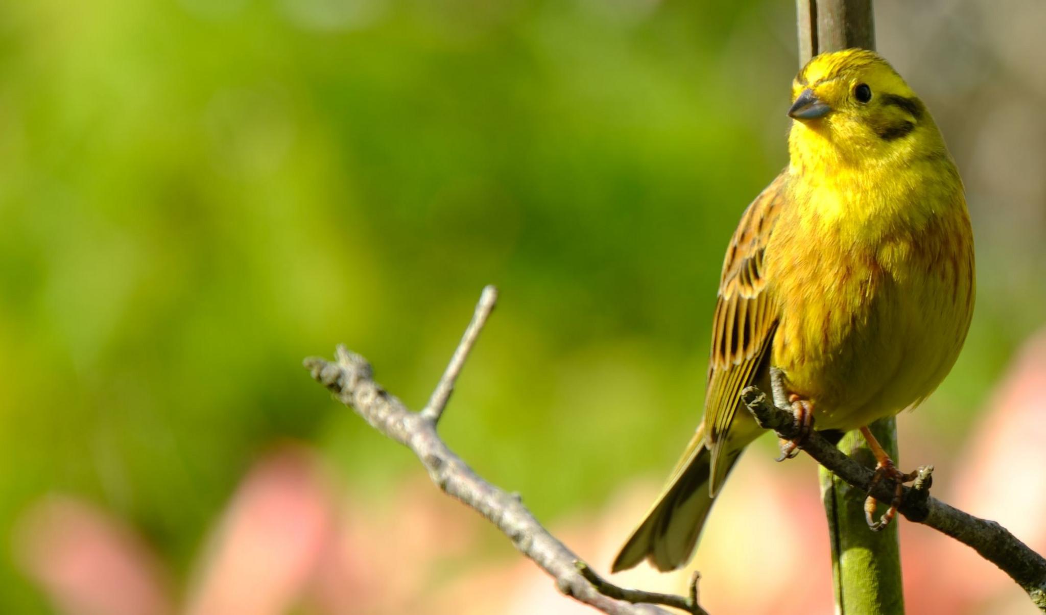 Yellow bird perched on a branch