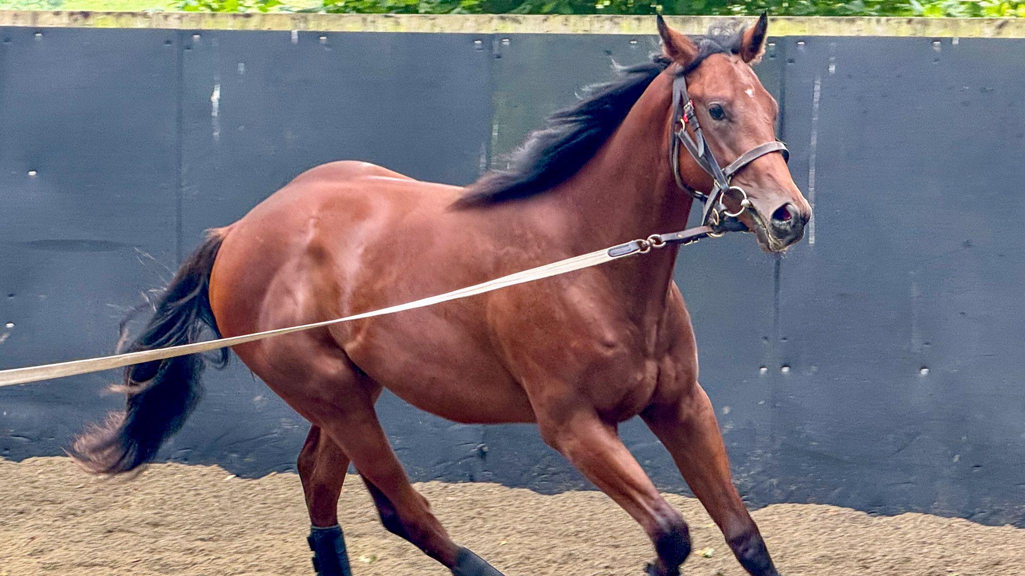 A young racehorse in training