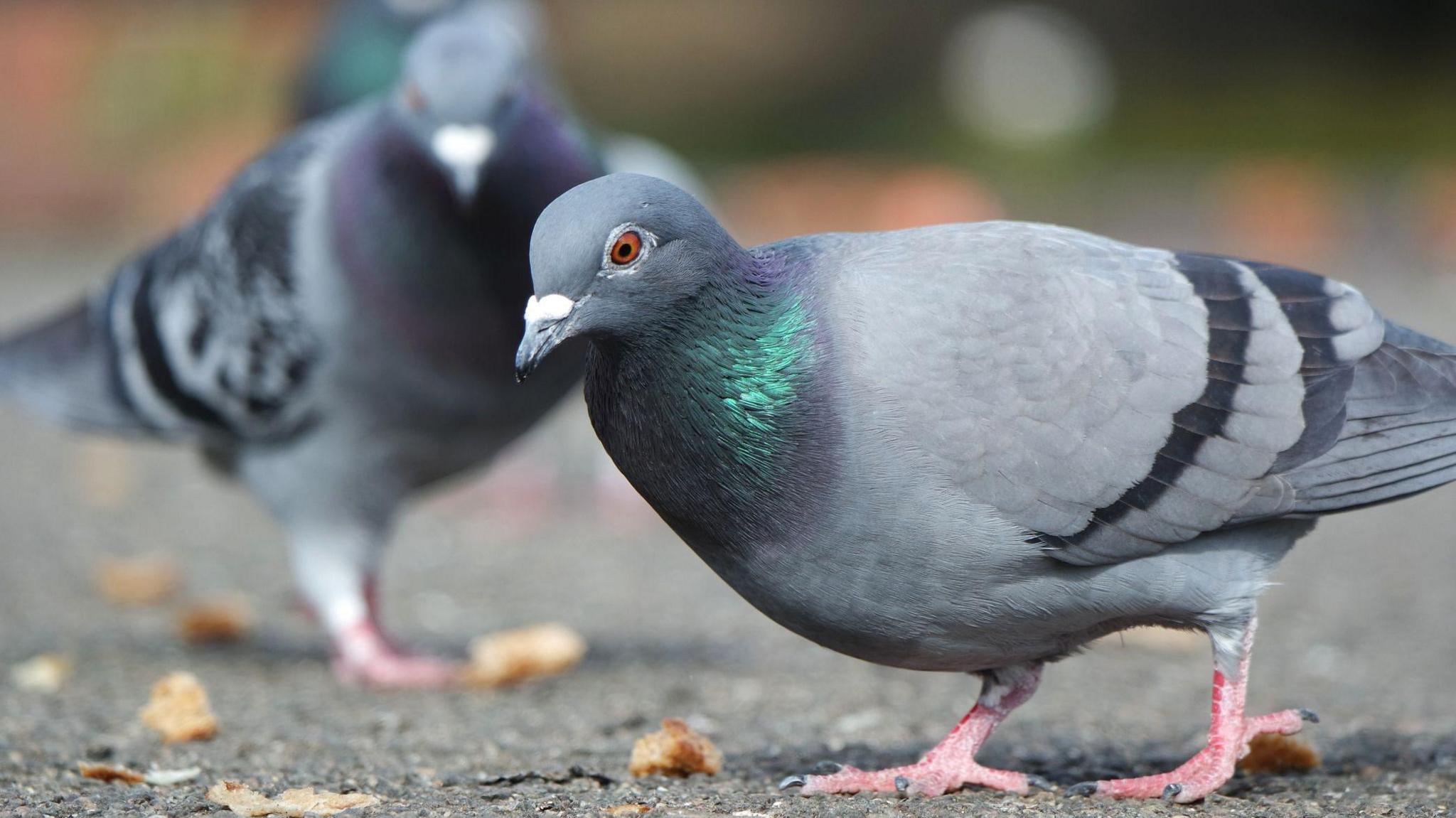 Frinton pigeon rescuer saves more than 100 sick birds in Essex - BBC News